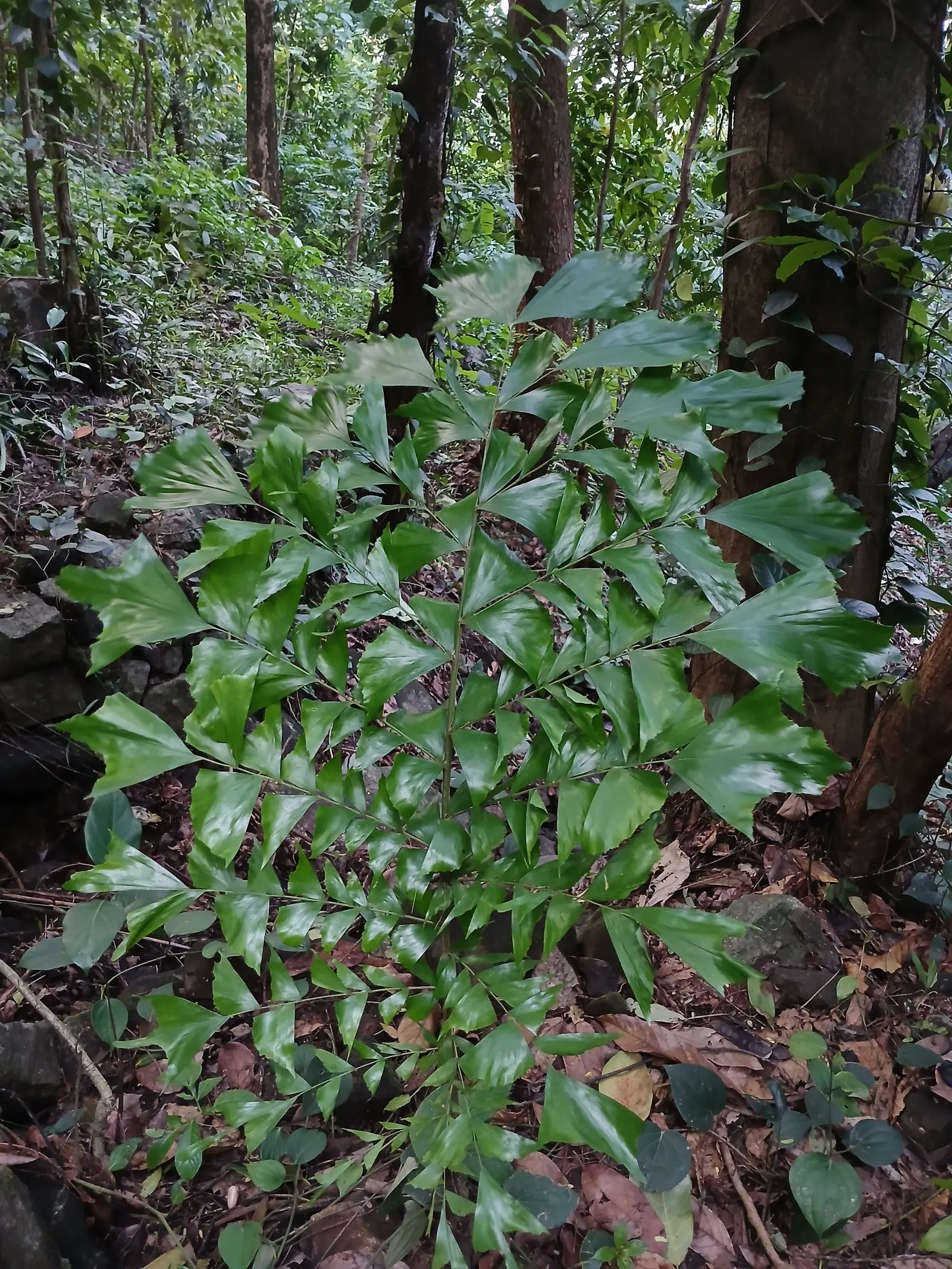 Toddy Palm (Caryota Urens) — black fruits about one inch in diameter; with a spread of 10 to 15 feet, image 69