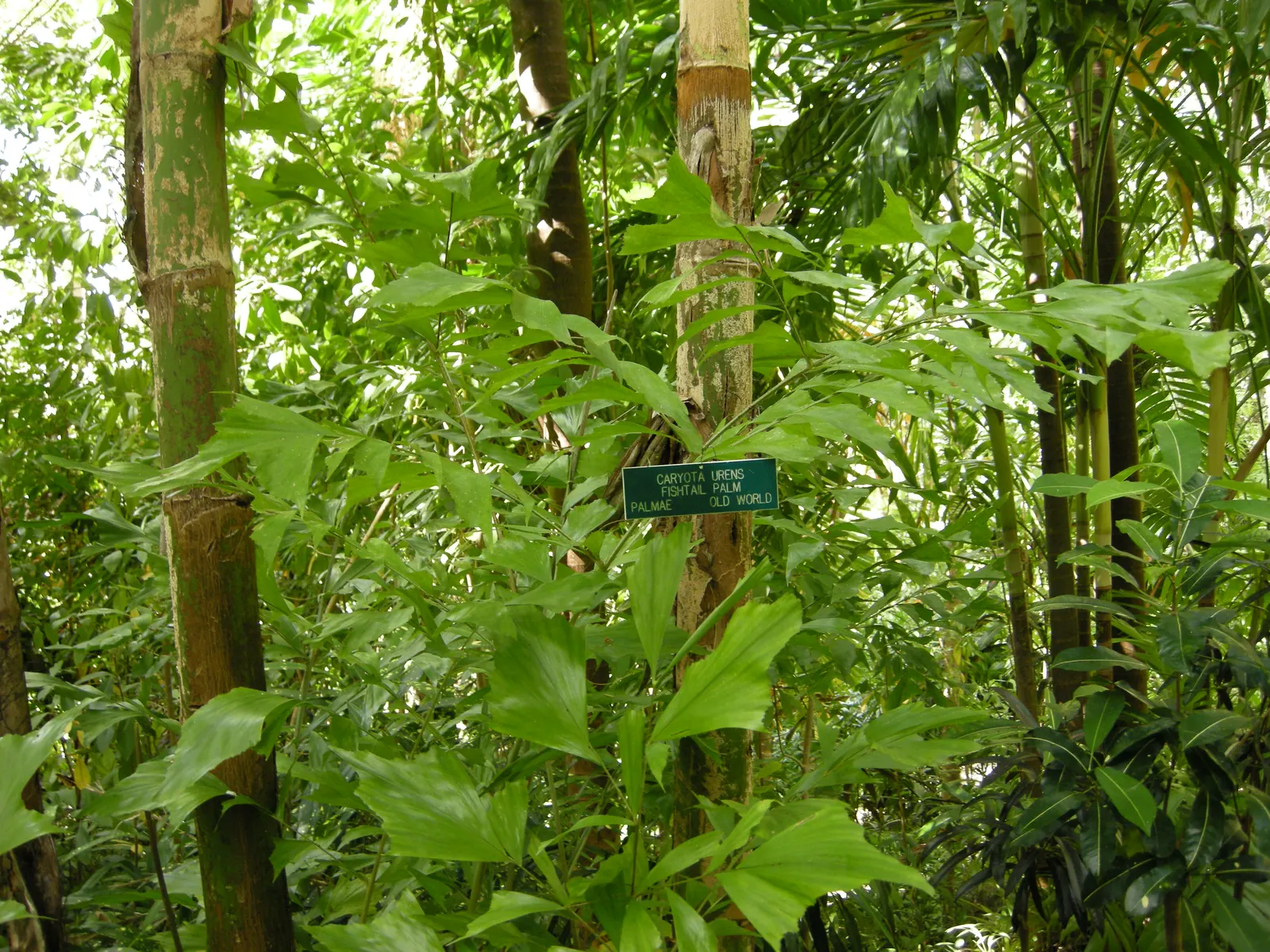 Toddy Palm (Caryota Urens) — This fast-growing palm reaches heights of up to 60 feet with a spread of 8-10 feet at maturity; unlike typical palms with fan or