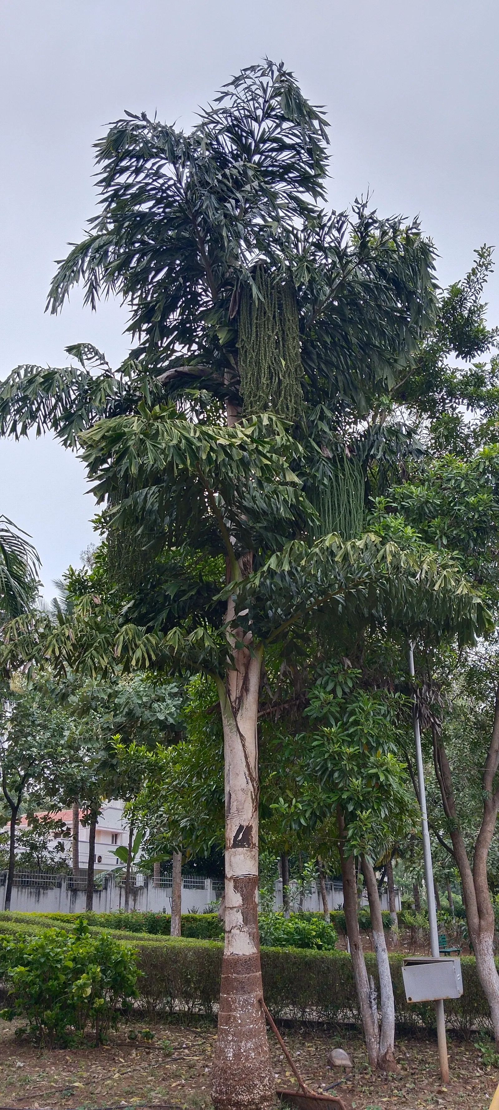Toddy Palm (Caryota Urens) — The Toddy Palm (Caryota urens) is a striking addition to landscapes, known for its unique fishtail-like leaves, image 53