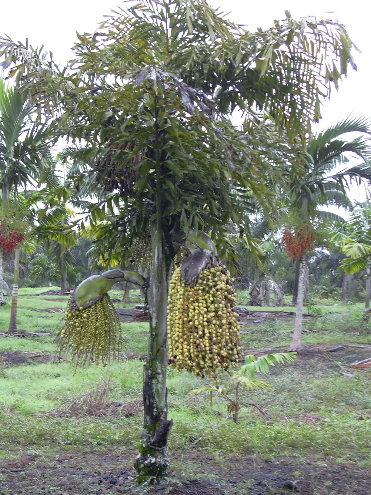 Toddy Palm (Caryota Urens) — it yields sap for palm sugar and alcoholic beverages; adding economic as well as aesthetic value