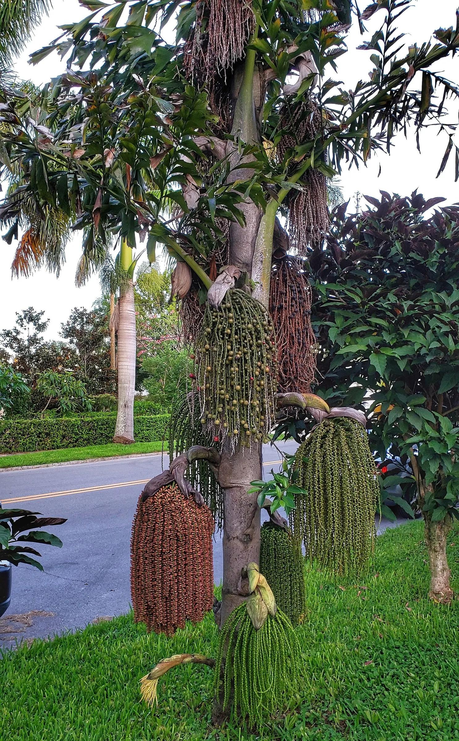 Toddy Palm (Caryota Urens) — with a spread of 10 to 15 feet
