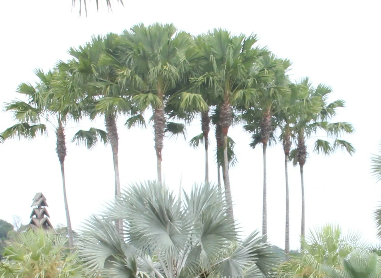 Toddy Palm (Caryota Urens) — appreciating full sun to partial shade