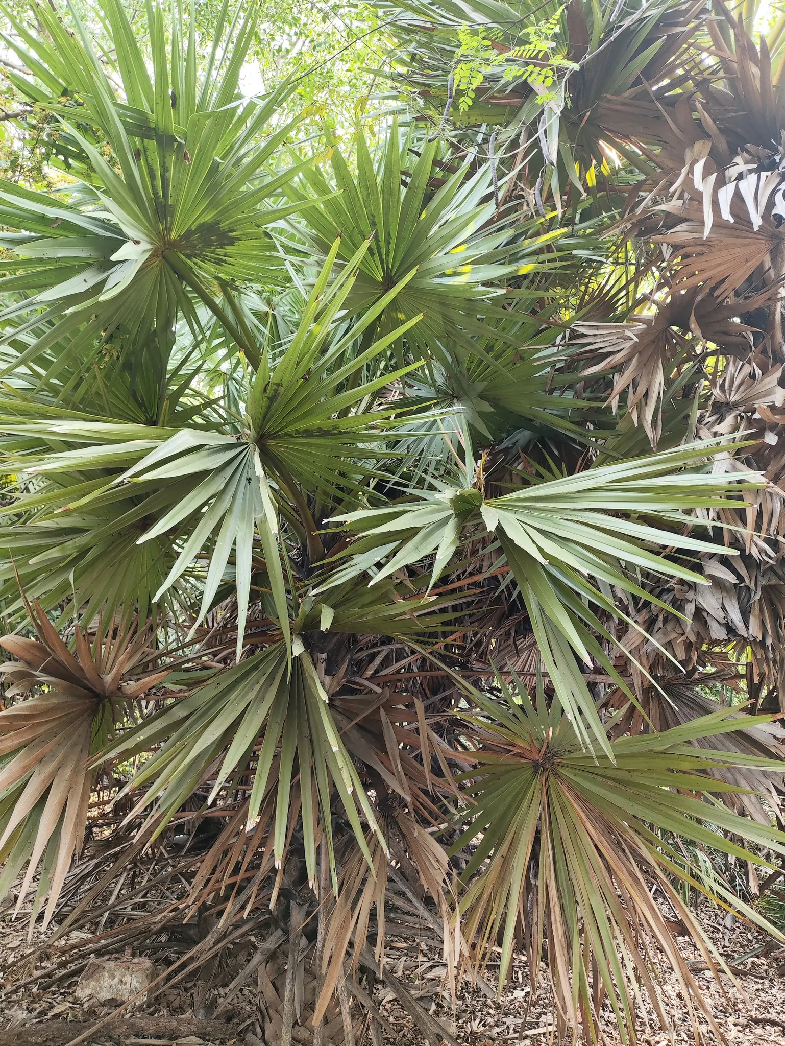 Toddy Palm (Caryota Urens) — scientifically known as Caryota urens; this heat-loving species requires well-drained soil and once established