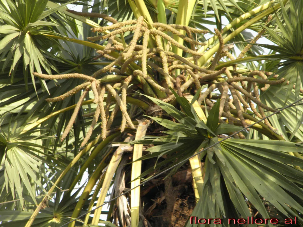 Toddy Palm (Caryota Urens) — palm with white blooms; hanging flower clusters - inflorescences can stretch up to six feet in length