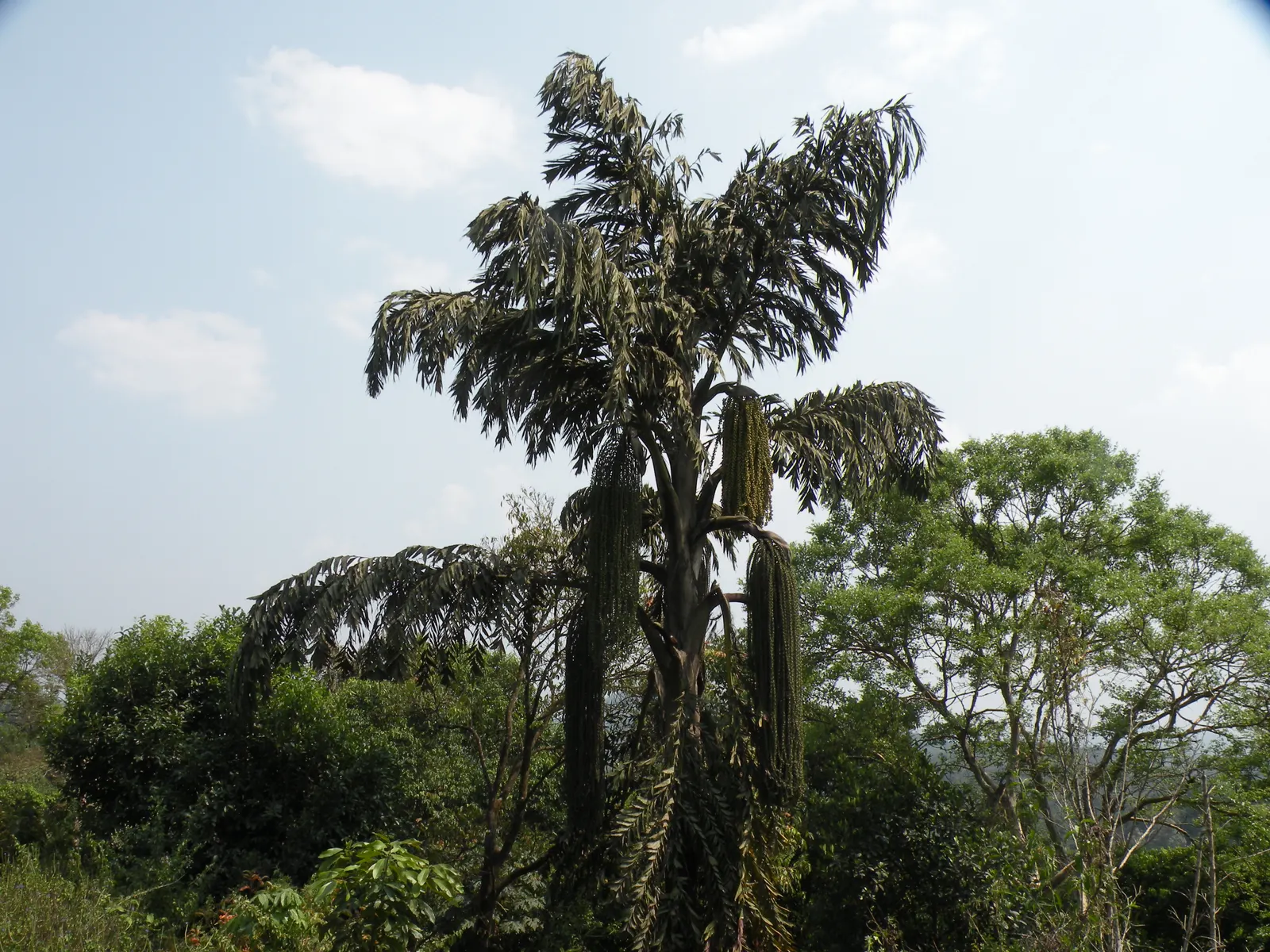 Toddy Palm (Caryota Urens) — It prefers full sun to partial shade and requires ample space to accommodate its size