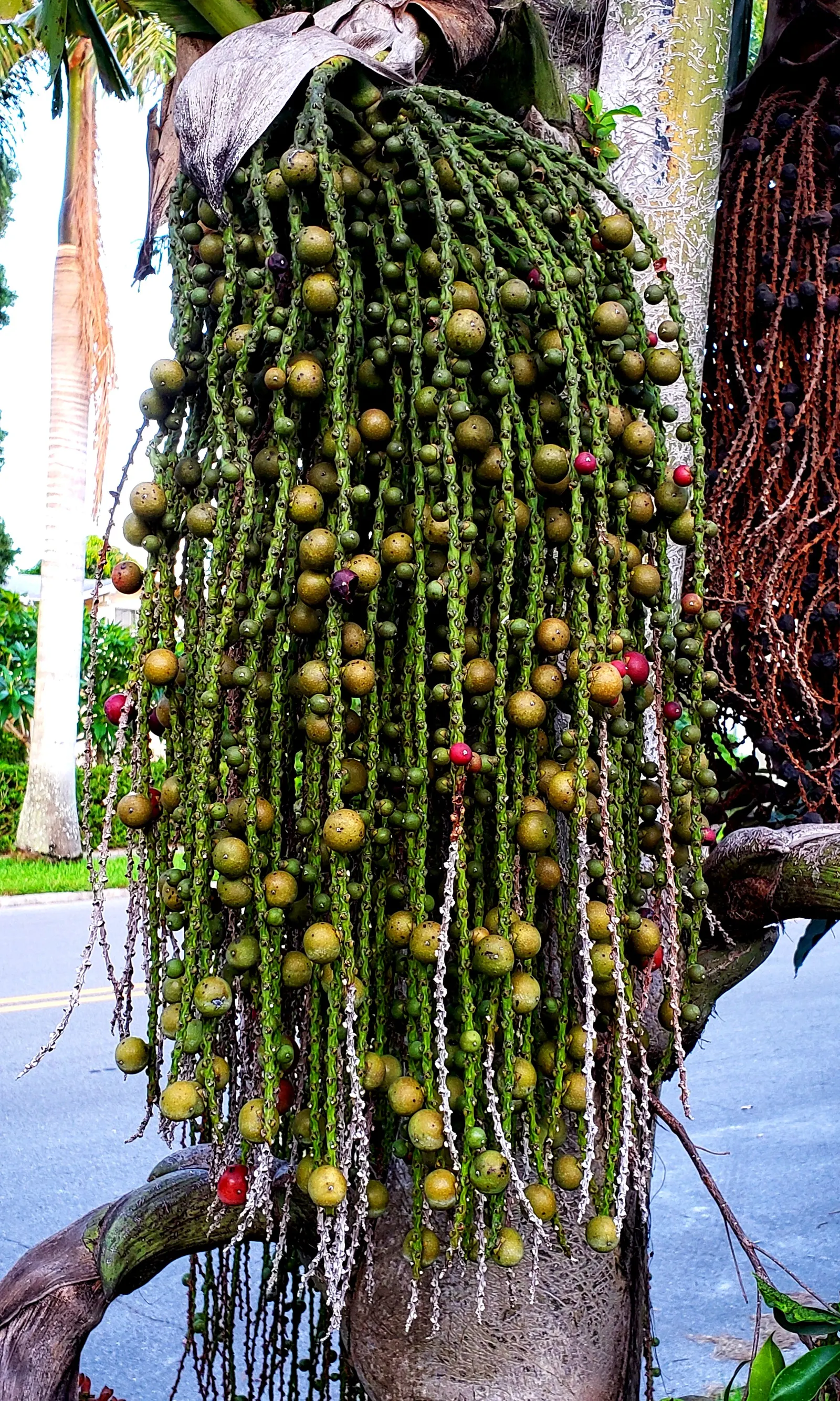 Toddy Palm (Caryota Urens) — This heat-loving species requires well-drained soil and once established