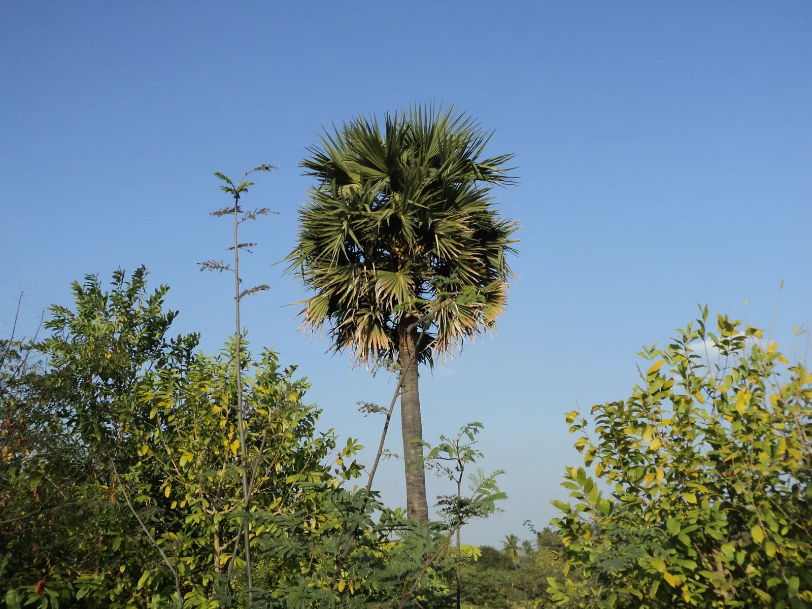 Toddy Palm (Caryota Urens) — lending architectural interest to the landscape.<br><br>In its blooming phase; white flowers in the garden, image 67