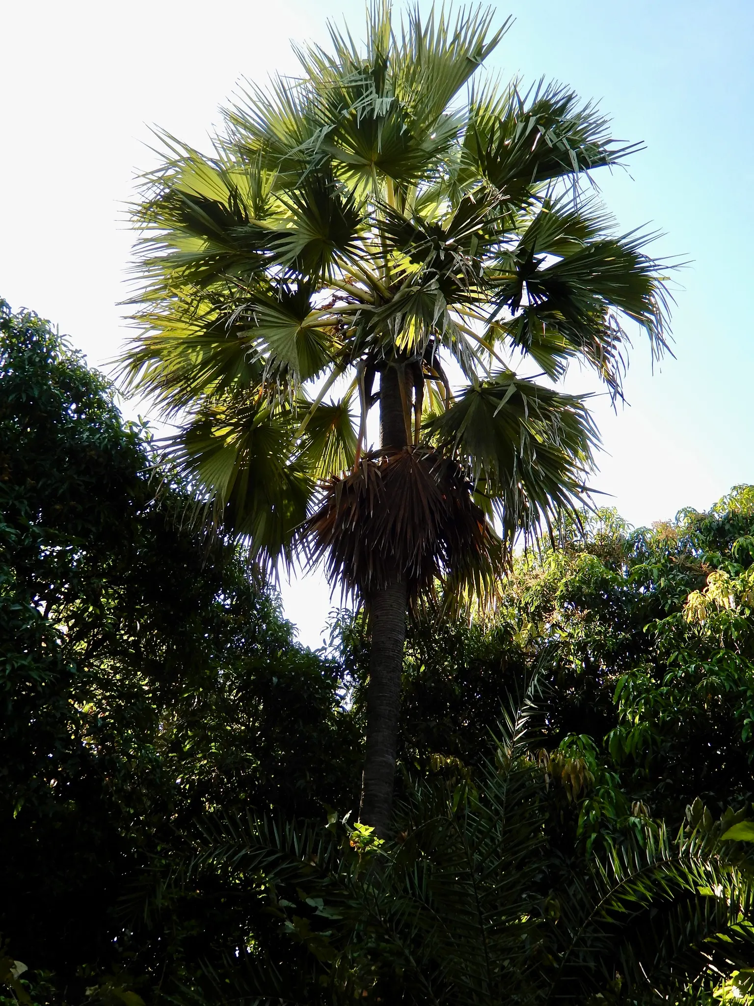 Toddy Palm (Caryota Urens) — due to its mature size and potential mess from falling fruits; this fast-growing palm reaches heights of up to 60 feet, image 75