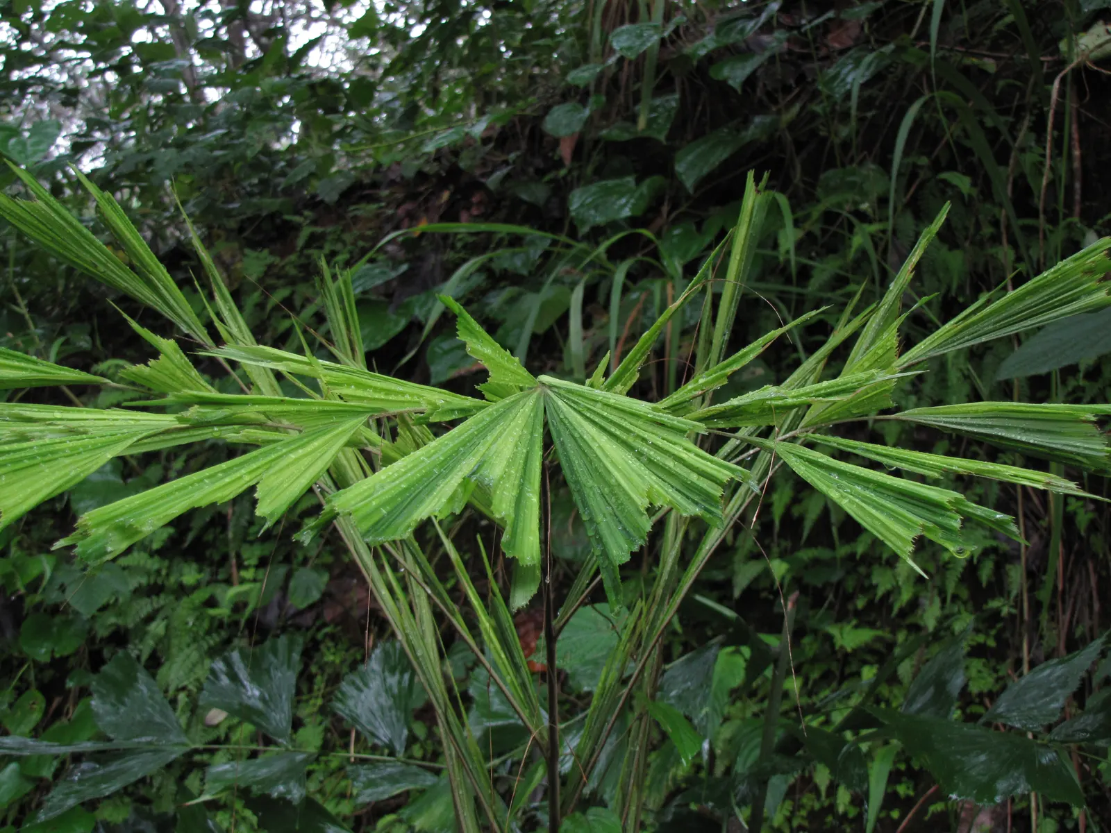 Toddy Palm (Caryota Urens) — palm with white blooms