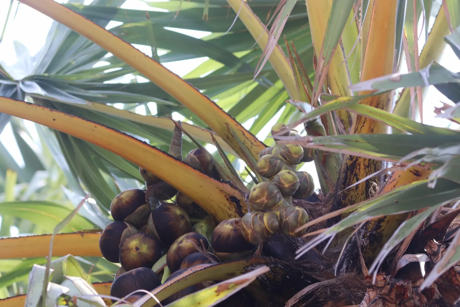 Toddy Palm (Caryota Urens) — It prefers full sun to partial shade and requires ample space to accommodate its size; it is imperative to note that, image 81
