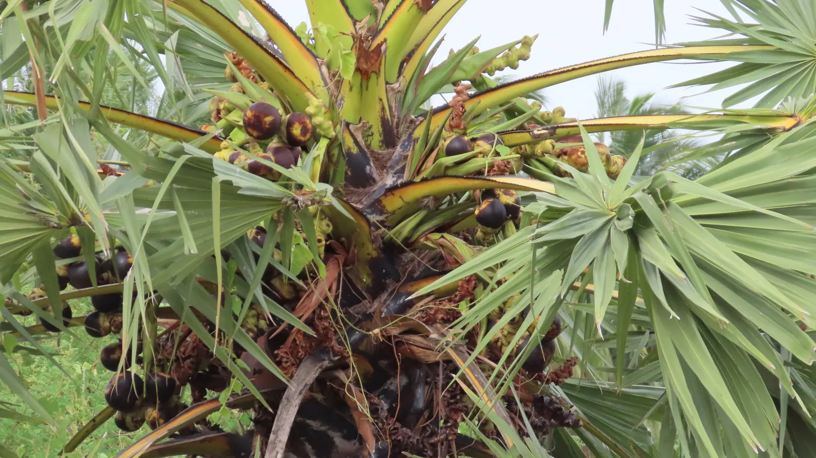 Toddy Palm (Caryota Urens) — with a spread of 10 to 15 feet; it prefers full sun to partial shade and requires ample space to accommodate its size