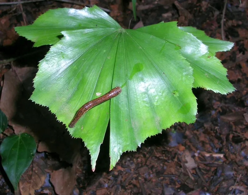 Toddy Palm (Caryota Urens) — making it suitable for a subtropical-themed landscape with minimal maintenance needs; has moderate drought tolerance, image 74