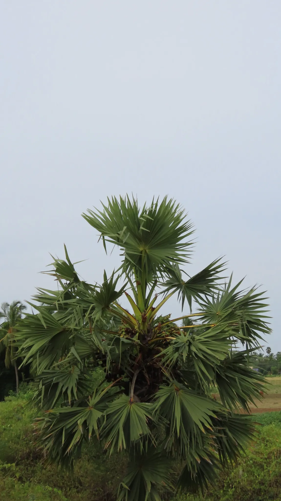 Toddy Palm (Caryota Urens) — lending architectural interest to the landscape.<br><br>In its blooming phase