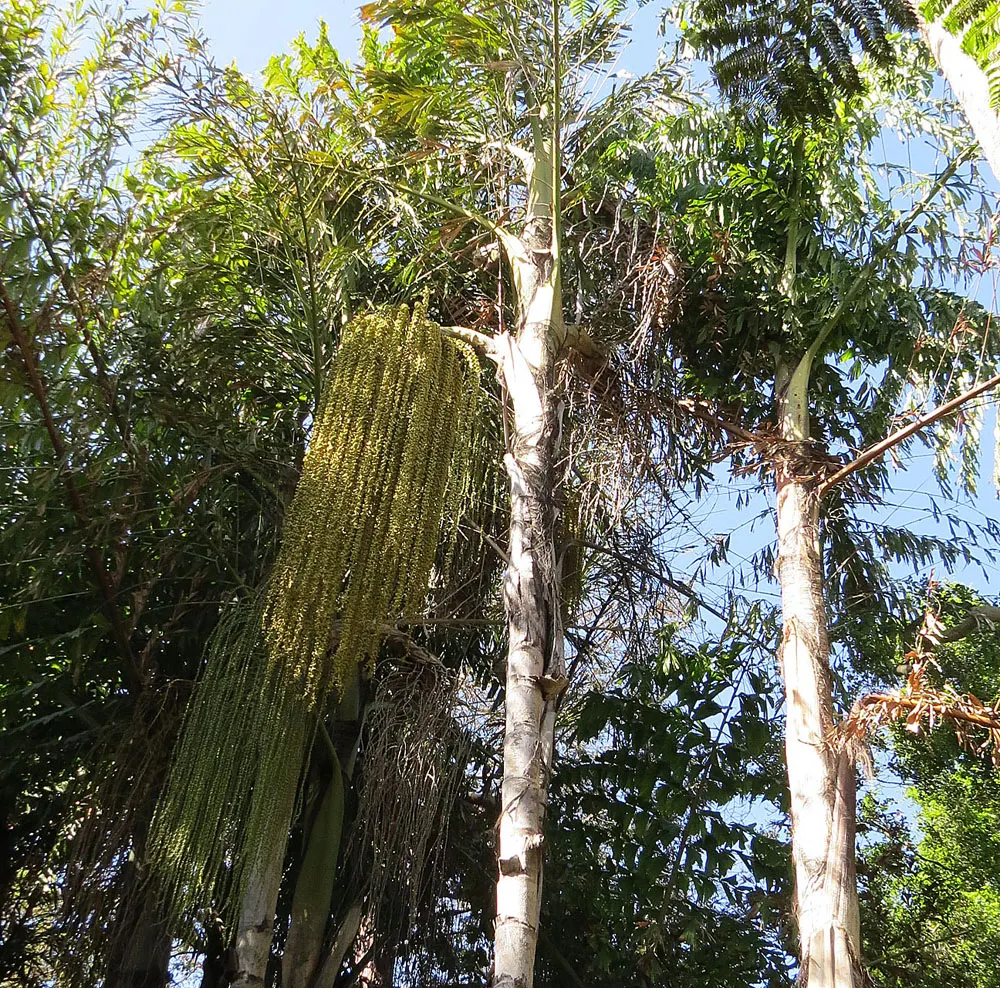 Toddy Palm (Caryota Urens) — has moderate drought tolerance; solitary trunk that often bulges in the middle