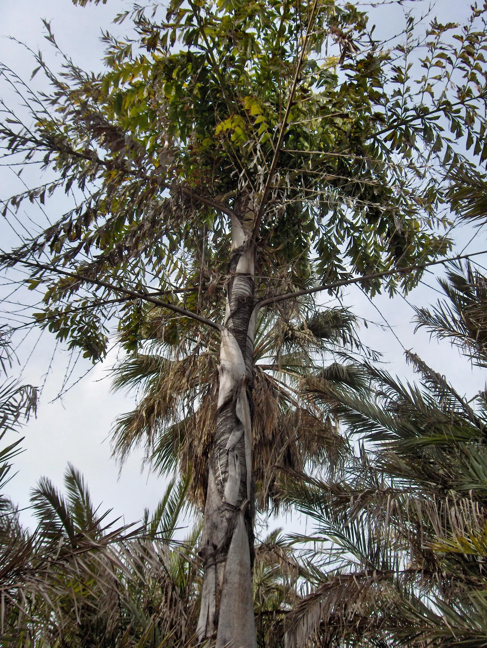 Toddy Palm (Caryota Urens) — white flowers in the garden; this palm is characterized by its bipinnate leaves that can extend an impressive 12 to 18, image 76