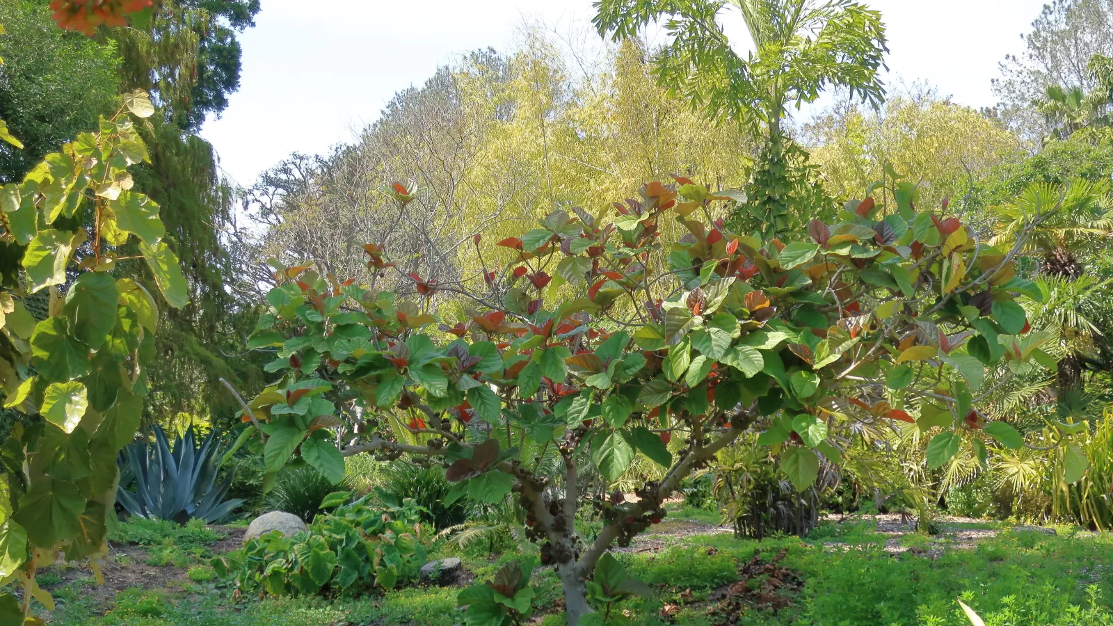 Toddy Palm (Caryota Urens) — which can serve as an excellent focal point in any garden; with leaflets taking on a unique fishtail appearance, image 65