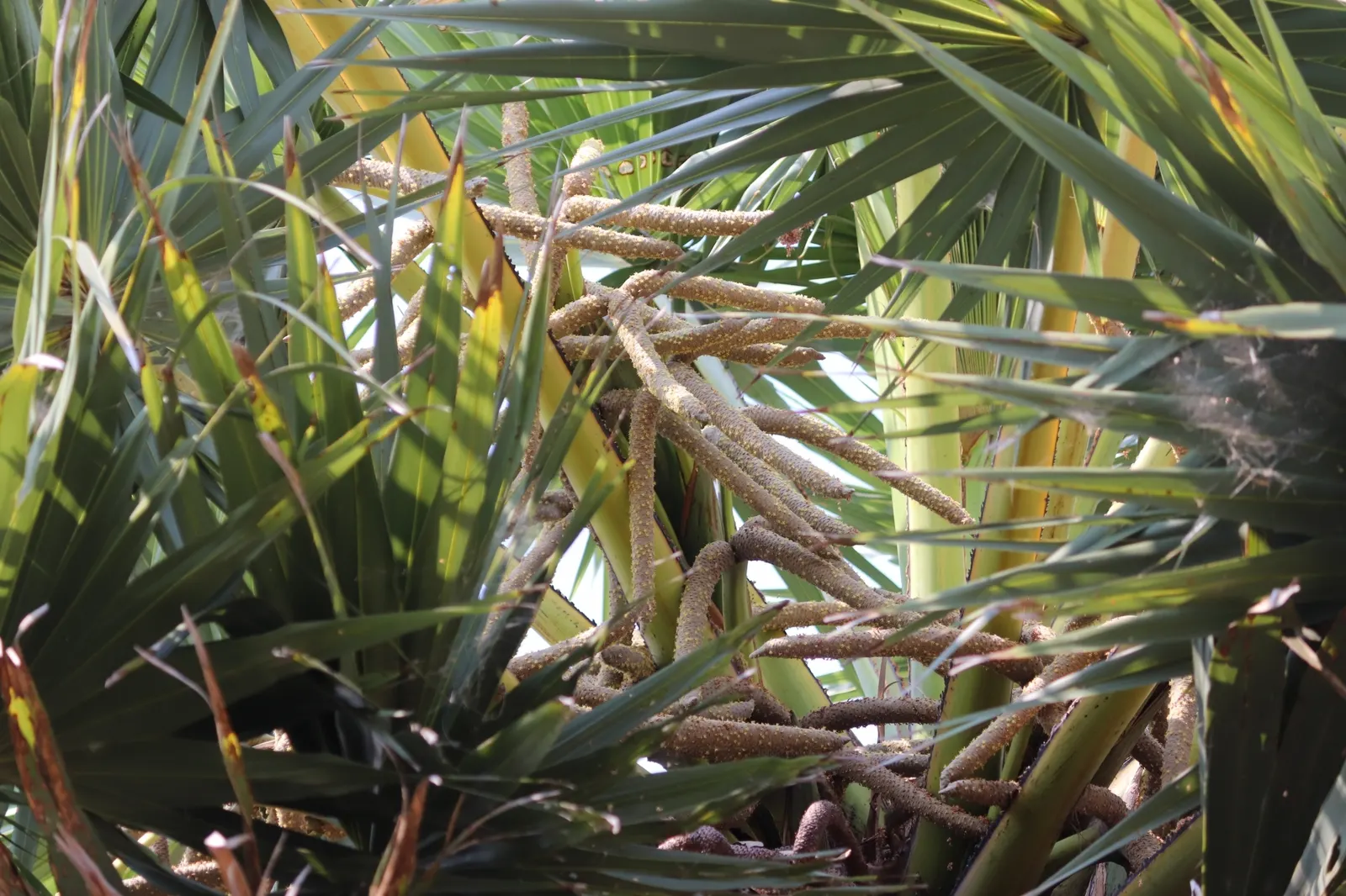 Toddy Palm (Caryota Urens) — This fast-growing palm reaches heights of up to 60 feet with a spread of 8-10 feet at maturity