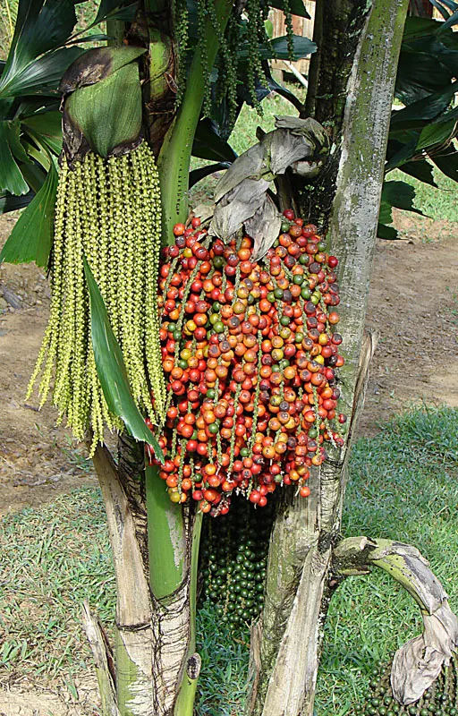 Toddy Palm (Caryota Urens) — This heat-loving species requires well-drained soil and once established; scientifically known as Caryota urens
