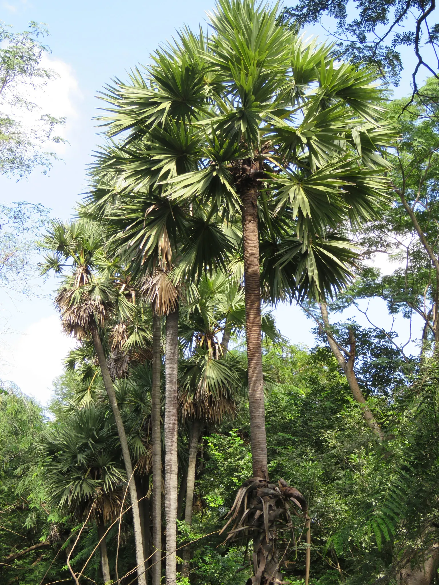 Toddy Palm (Caryota Urens) — scientifically known as Caryota urens; this heat-loving species requires well-drained soil and once established, image 85