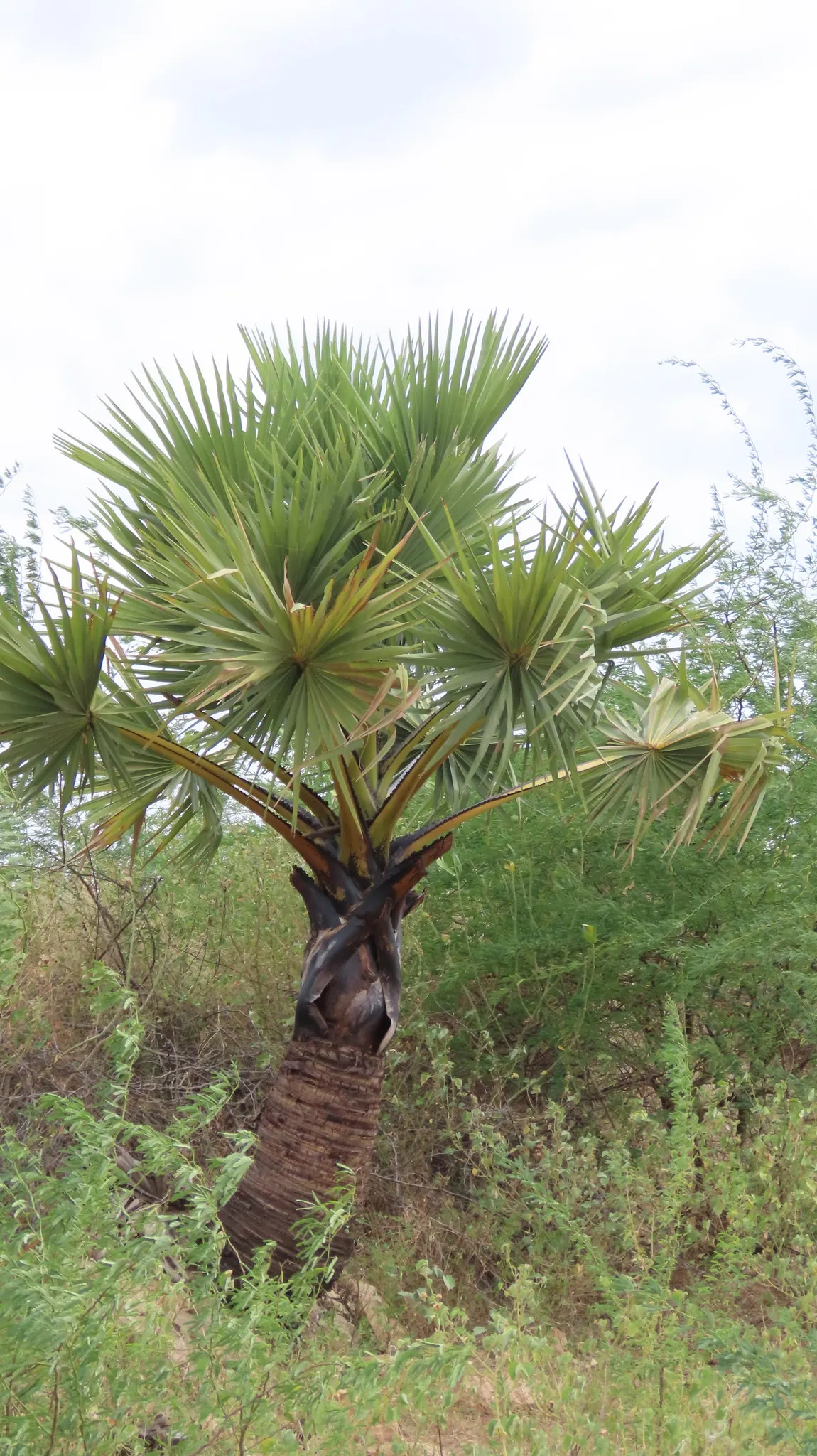 Toddy Palm (Caryota Urens) — Perfect for tropical themes; palm with white blooms, image 56