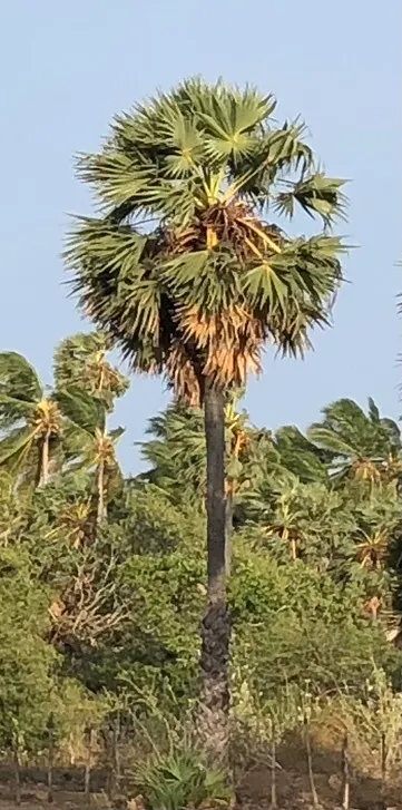 Toddy Palm (Caryota Urens) — It prefers full sun to partial shade and requires ample space to accommodate its size; it is imperative to note that, image 55