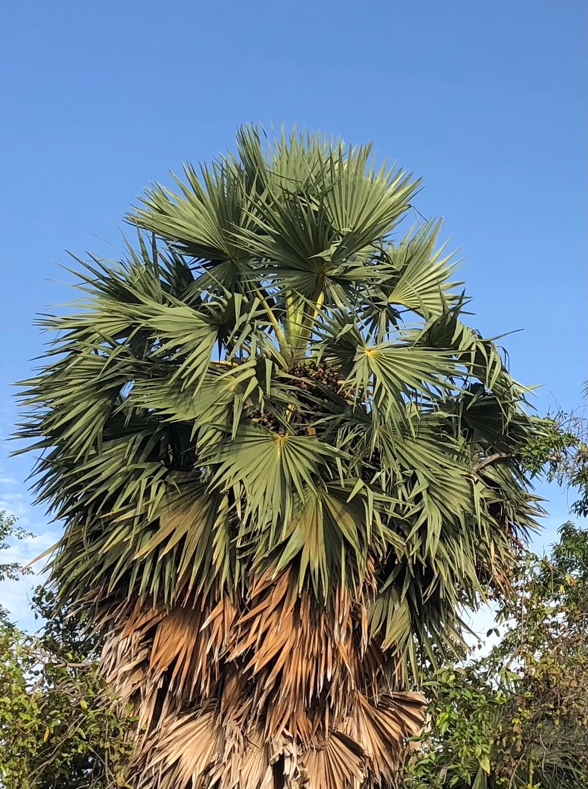 Toddy Palm (Caryota Urens) — Perfect for tropical themes; palm with white blooms, image 82