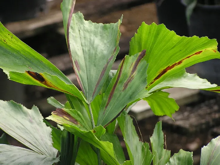 Toddy Palm (Caryota Urens) — This palm is characterized by its bipinnate leaves that can extend an impressive 12 to 18 feet in length