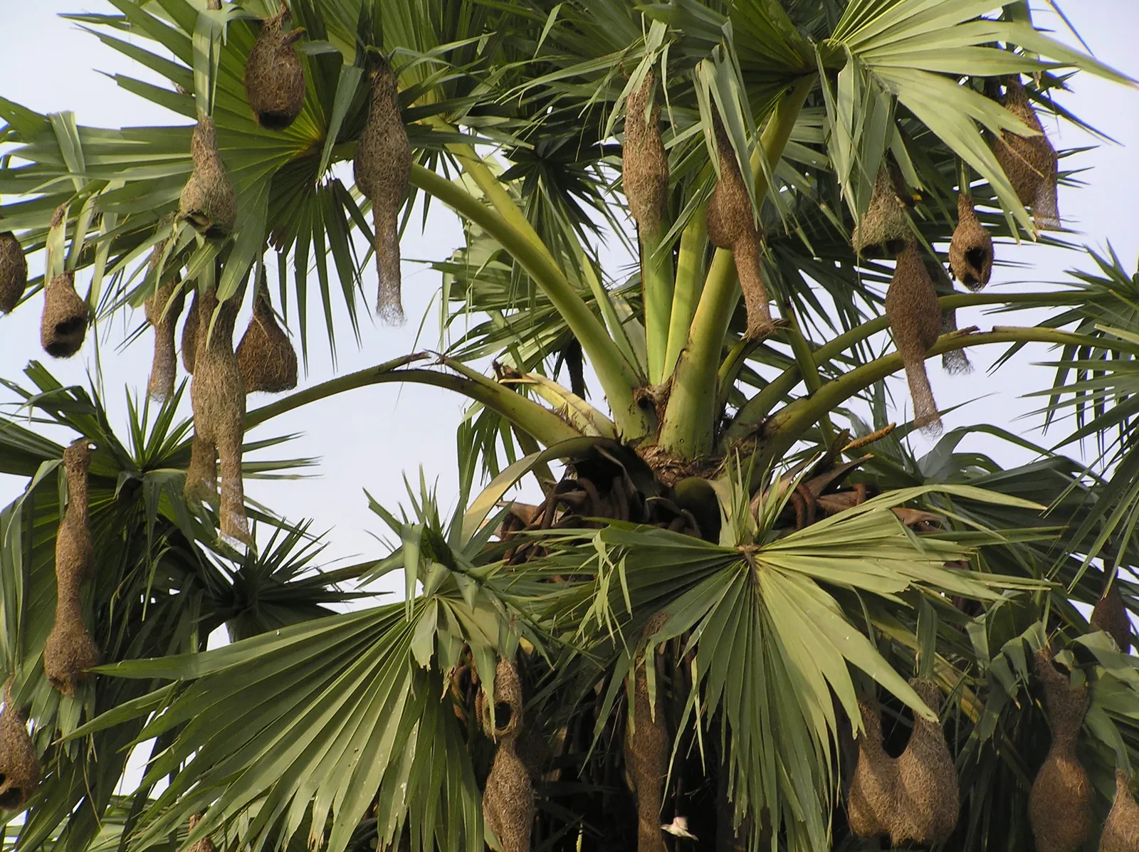 Toddy Palm (Caryota Urens) — is a distinctive species of palm native to parts of South Asia and Southeast Asia; the Toddy Palm (Caryota urens) is a, image 60