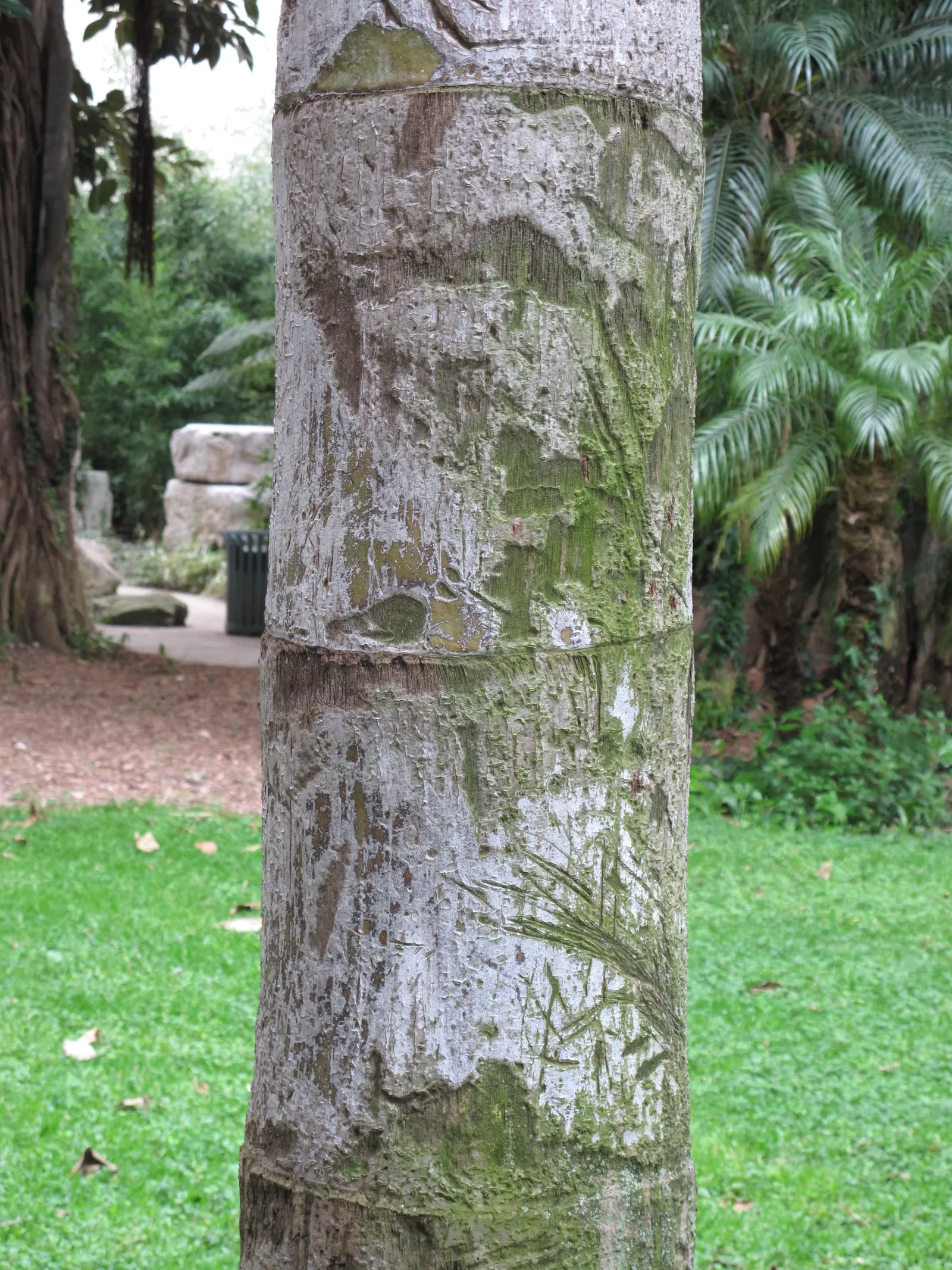 Toddy Palm (Caryota Urens) — It prefers full sun to partial shade and requires ample space to accommodate its size; it is imperative to note that the Toddy