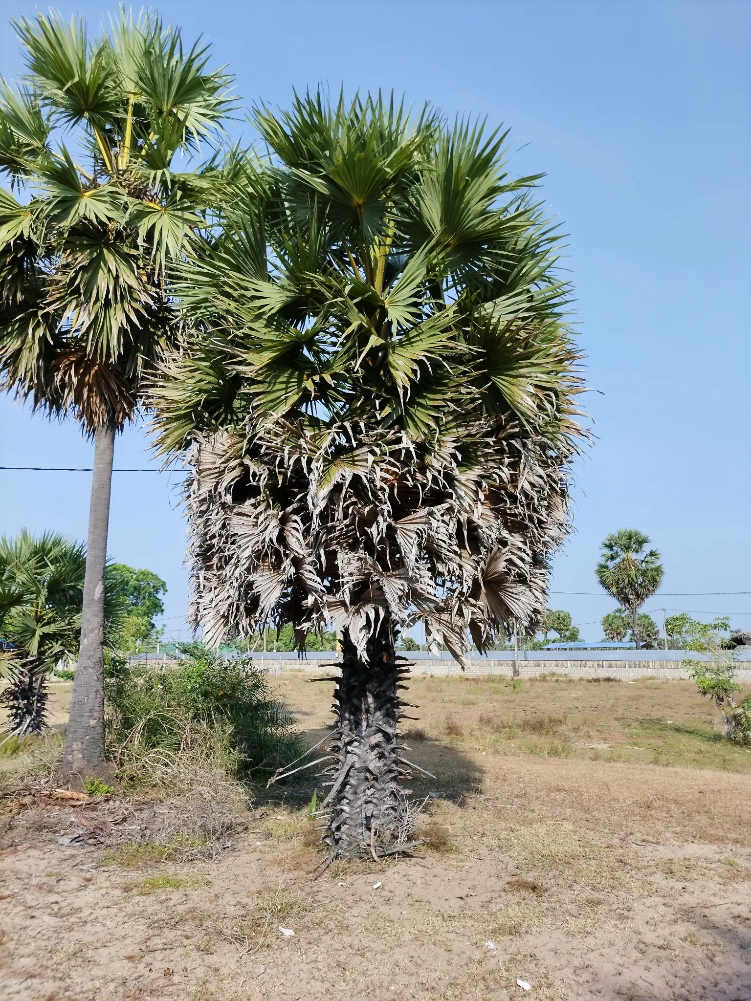 Toddy Palm (Caryota Urens) — The Toddy Palm (Caryota urens) is a striking addition to landscapes, known for its unique fishtail-like leaves; perfect for