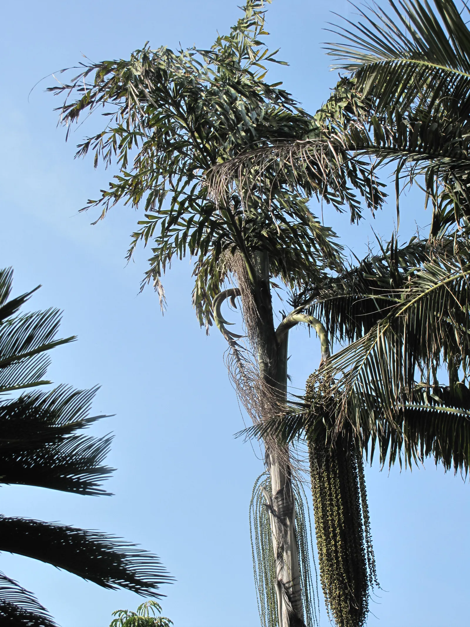 Toddy Palm (Caryota Urens) — solitary trunk that often bulges in the middle; black fruits about one inch in diameter