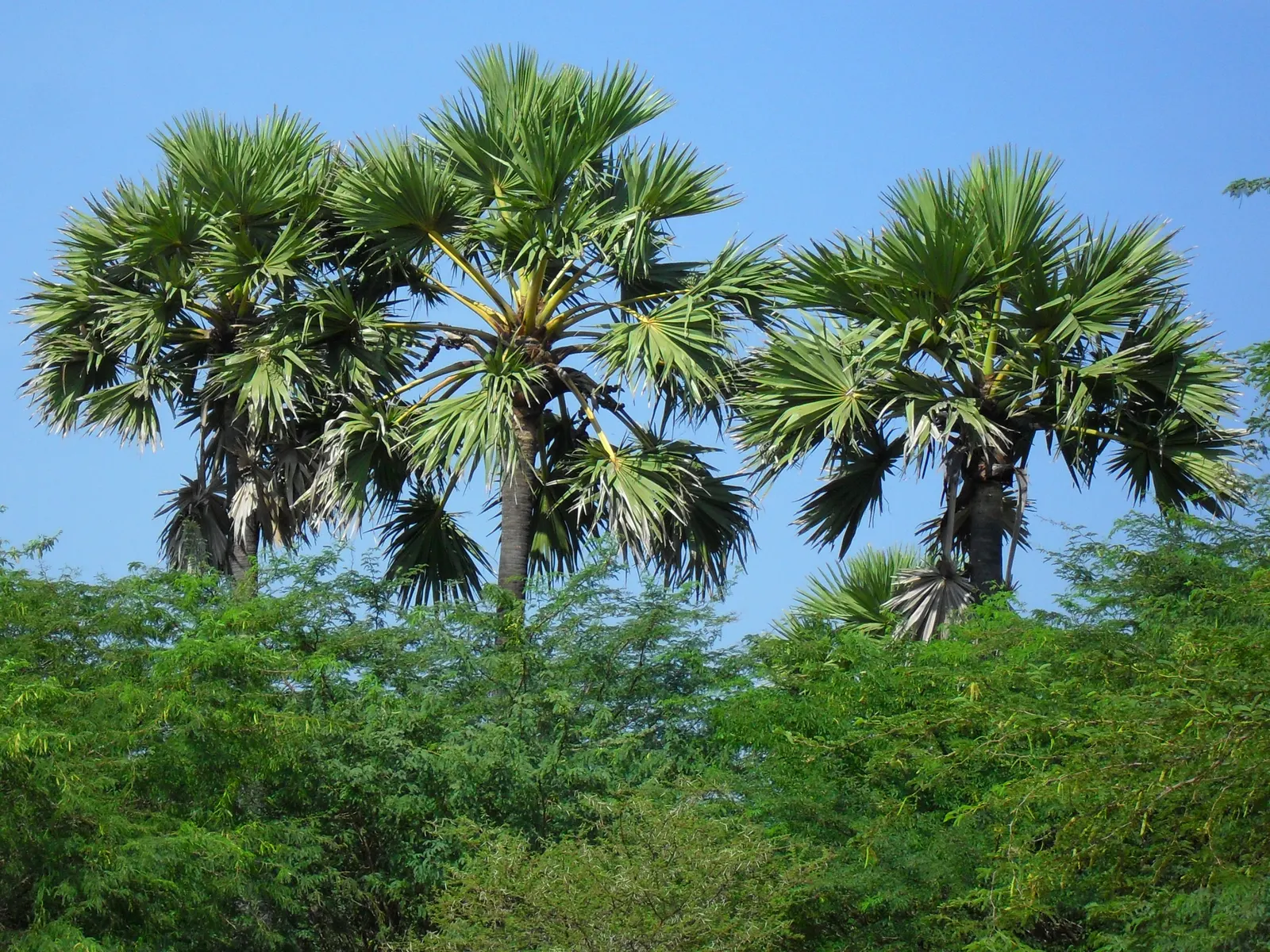 Toddy Palm (Caryota Urens) — black fruits about one inch in diameter