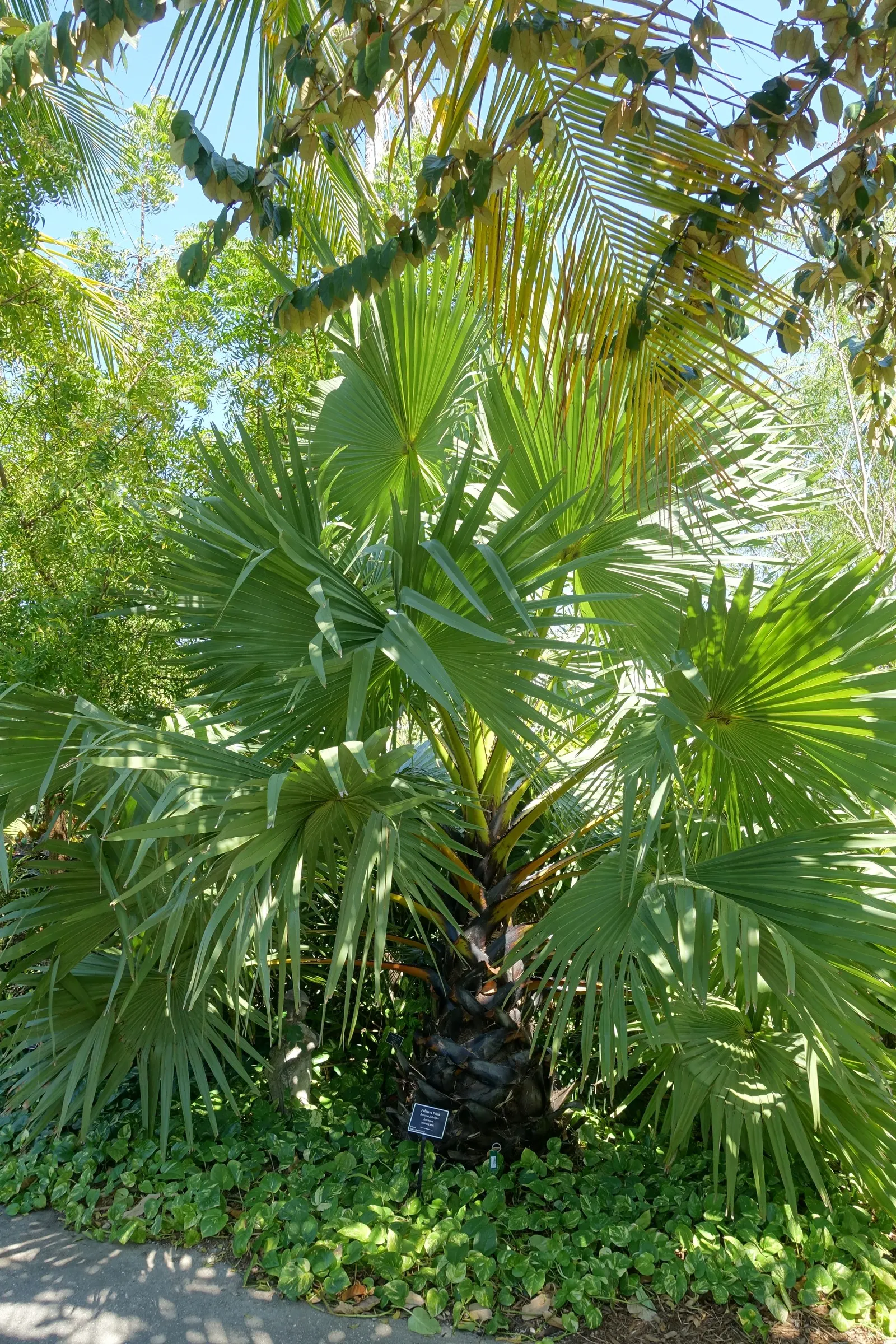 Toddy Palm (Caryota Urens) — Unlike typical palms with fan or feather leaves; making it suitable for a subtropical-themed landscape with minimal, image 63