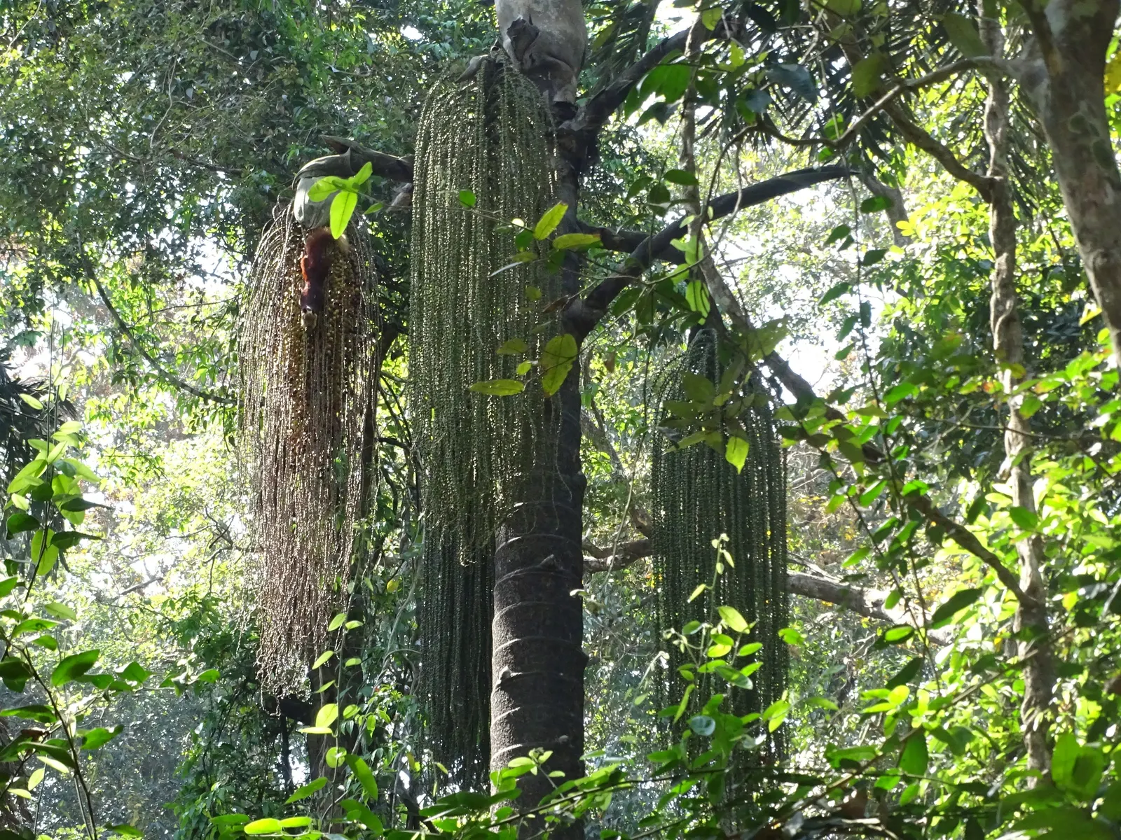 Toddy Palm (Caryota Urens) — has moderate drought tolerance; solitary trunk that often bulges in the middle, image 73