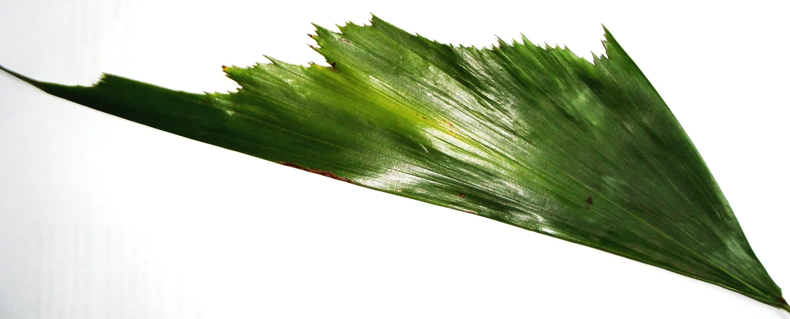 Toddy Palm (Caryota Urens) — making it suitable for a subtropical-themed landscape with minimal maintenance needs