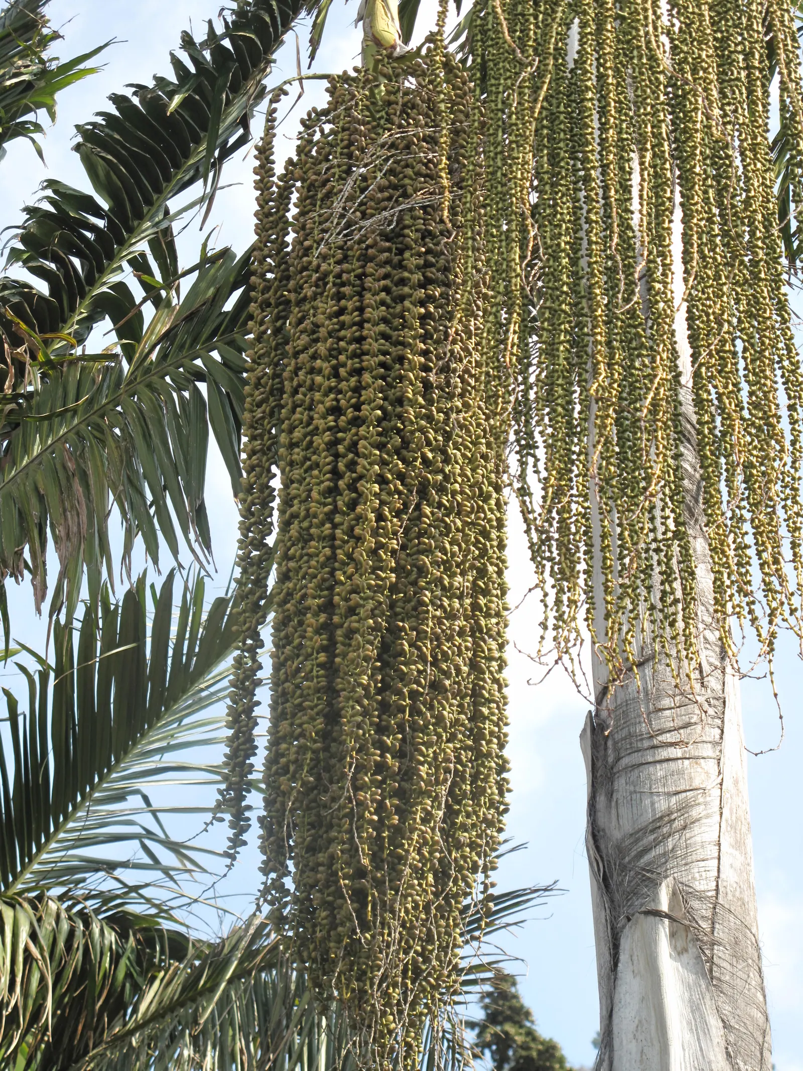 Toddy Palm (Caryota Urens) — adding economic as well as aesthetic value