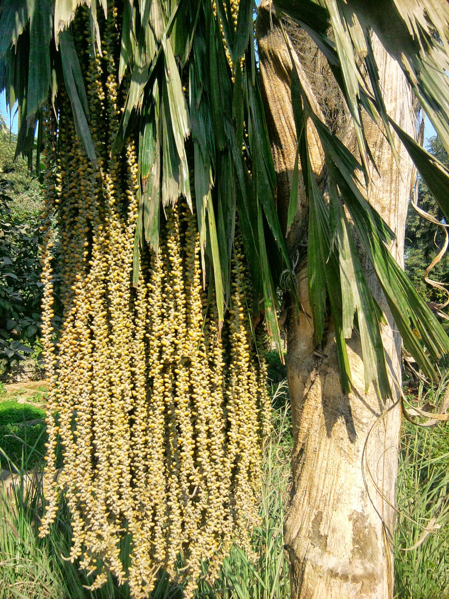 Toddy Palm (Caryota Urens) — due to its mature size and potential mess from falling fruits; this fast-growing palm reaches heights of up to 60 feet with a