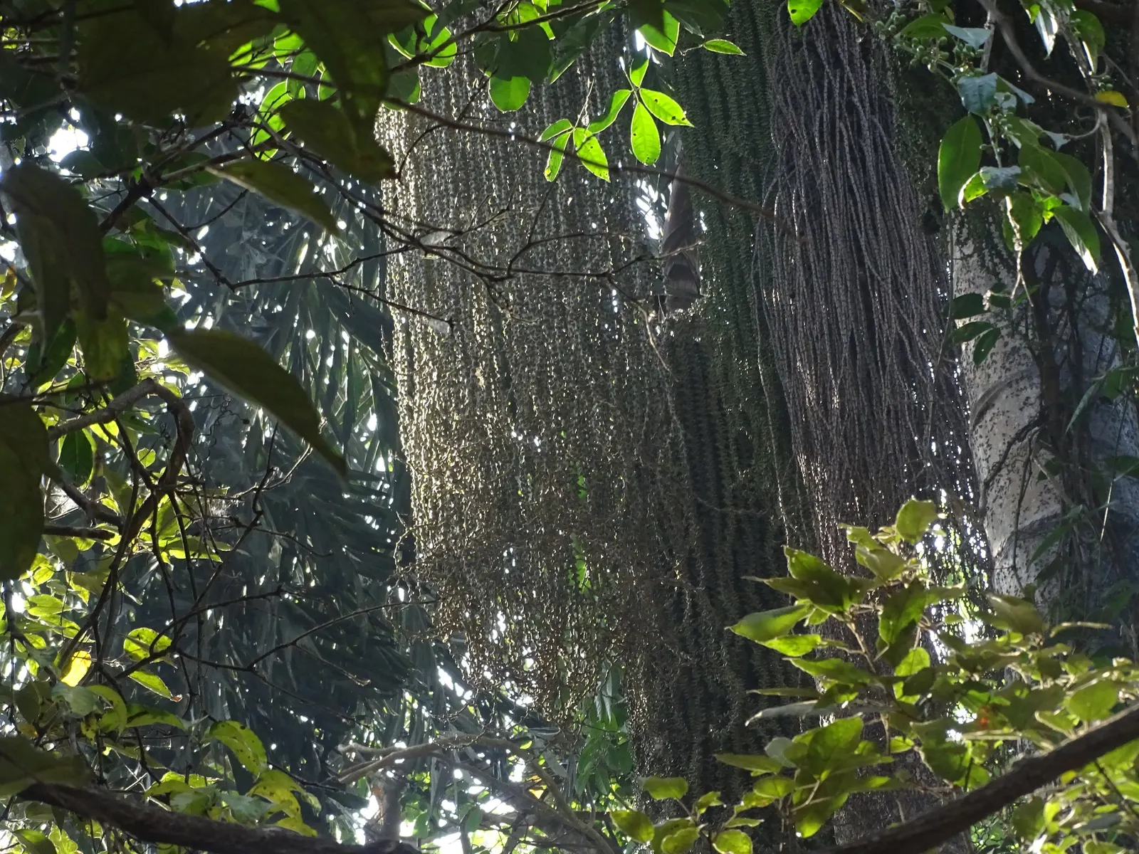 Toddy Palm (Caryota Urens) — This fast-growing palm reaches heights of up to 60 feet with a spread of 8-10 feet at maturity; unlike typical palms, image 54