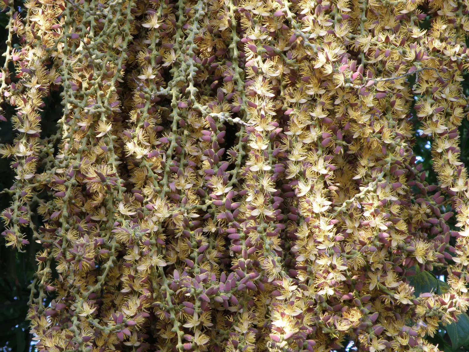 Toddy Palm (Caryota Urens) — is a distinctive species of palm native to parts of South Asia and Southeast Asia; the Toddy Palm (Caryota urens) is a, image 86