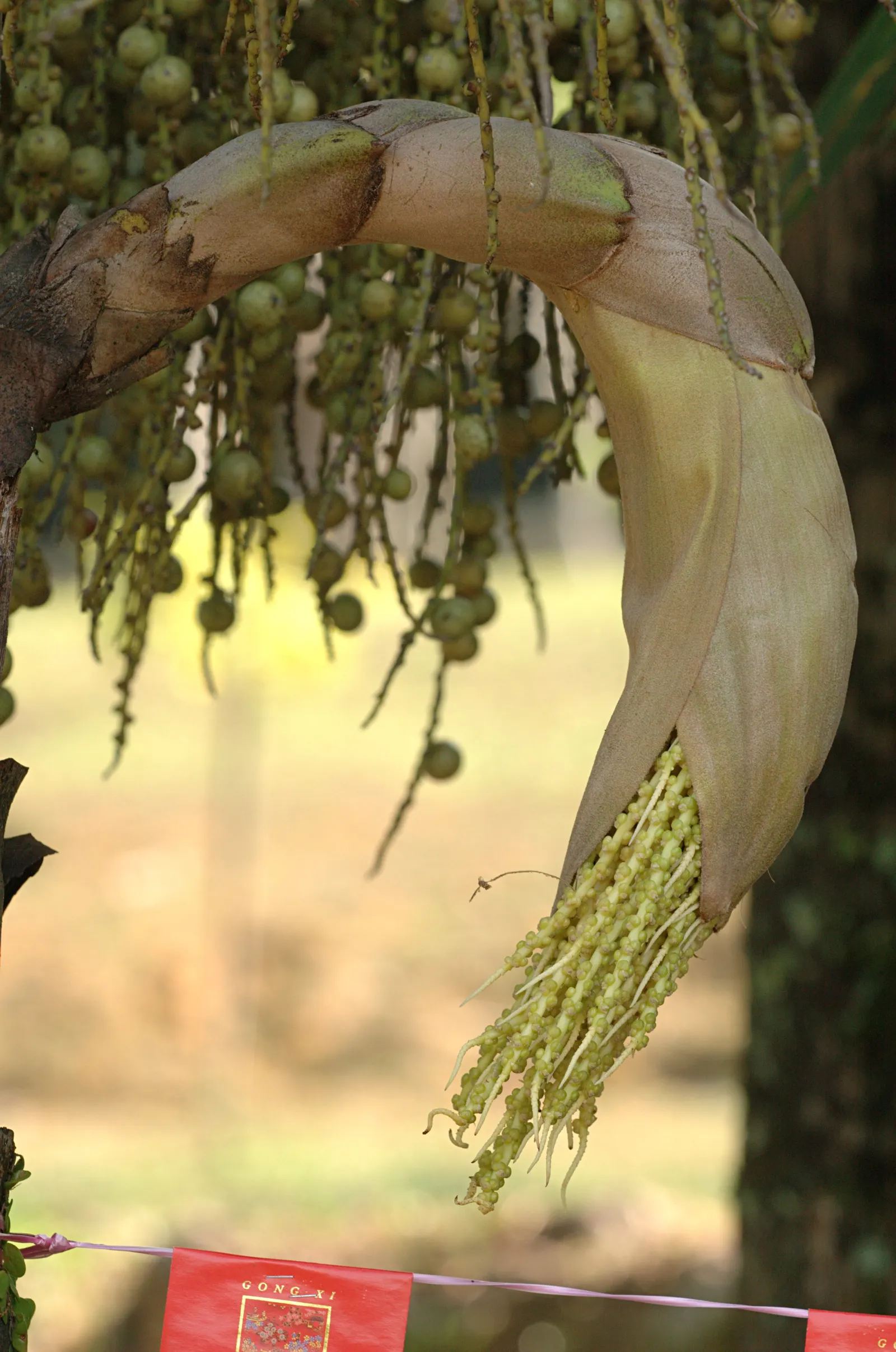 Toddy Palm (Caryota Urens) — hanging flower clusters - inflorescences can stretch up to six feet in length