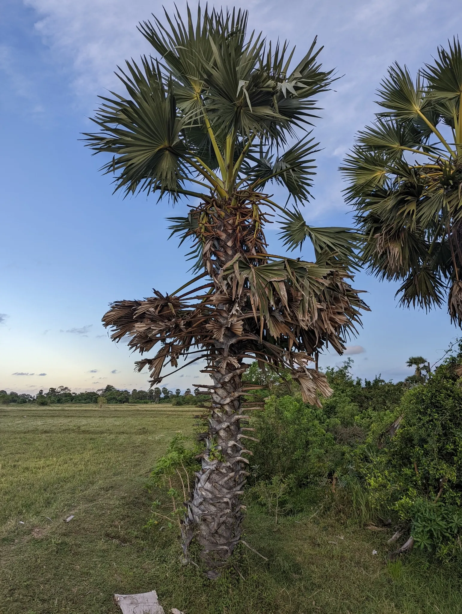 Toddy Palm (Caryota Urens) — Unlike typical palms with fan or feather leaves; making it suitable for a subtropical-themed landscape with minimal maintenance