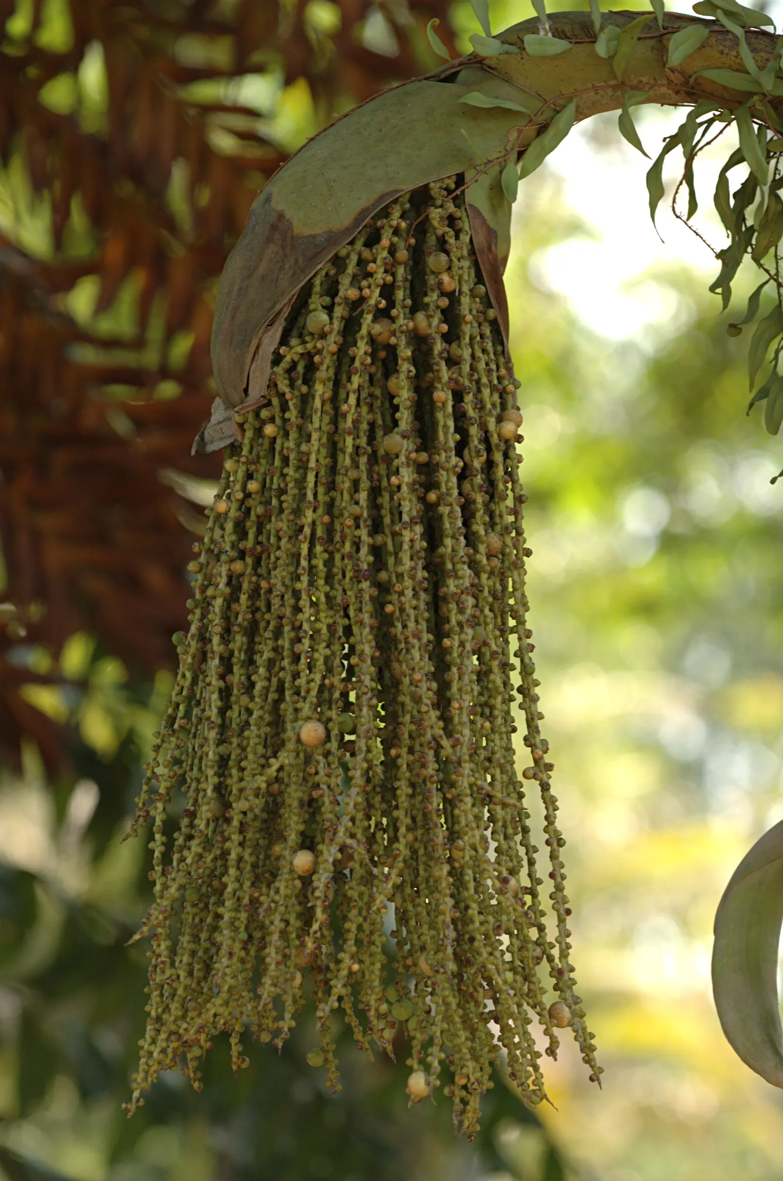 Toddy Palm (Caryota Urens) — adding economic as well as aesthetic value; which can serve as an excellent focal point in any garden