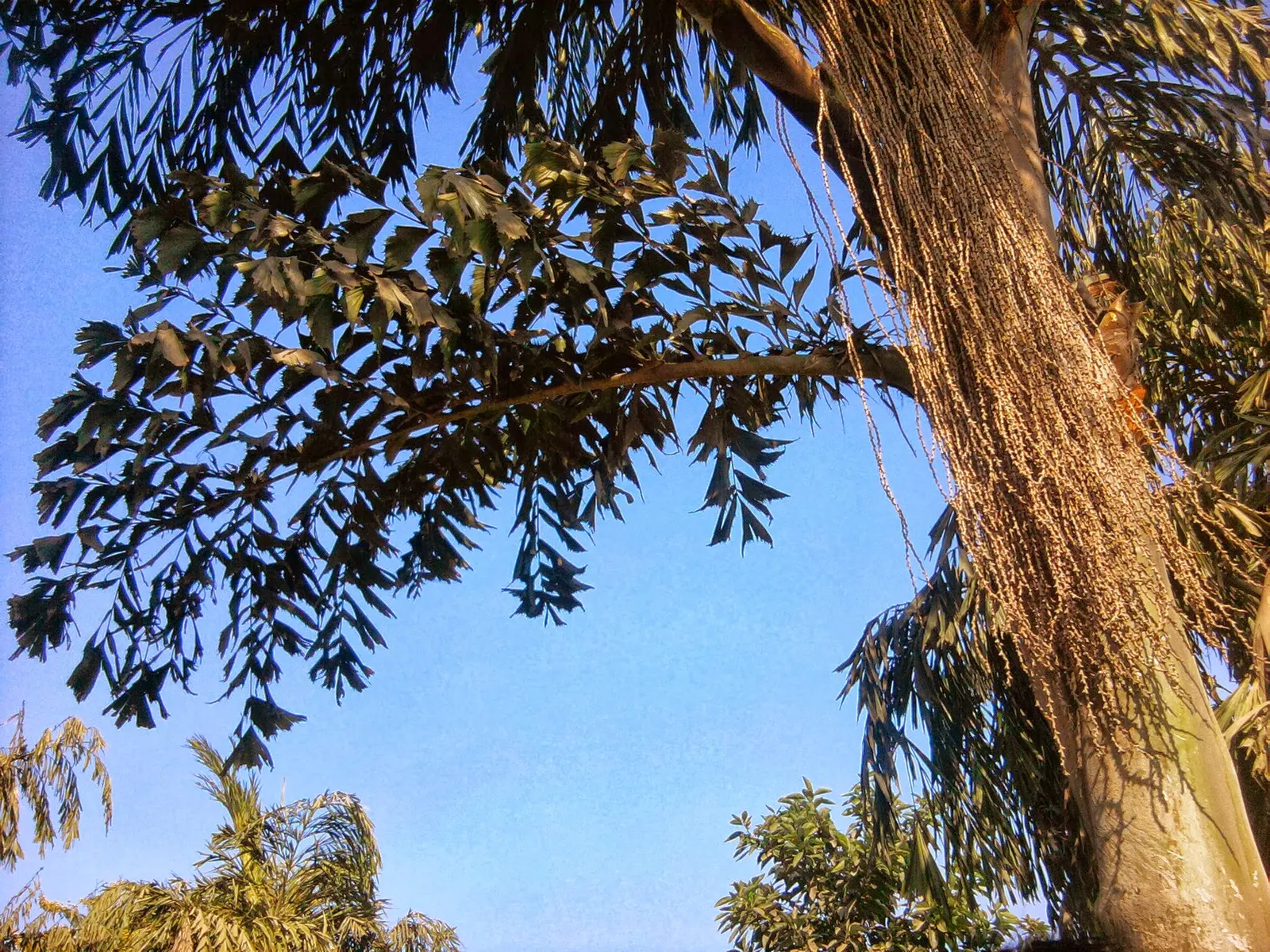 Toddy Palm (Caryota Urens) — making it suitable for a subtropical-themed landscape with minimal maintenance needs; has moderate drought tolerance