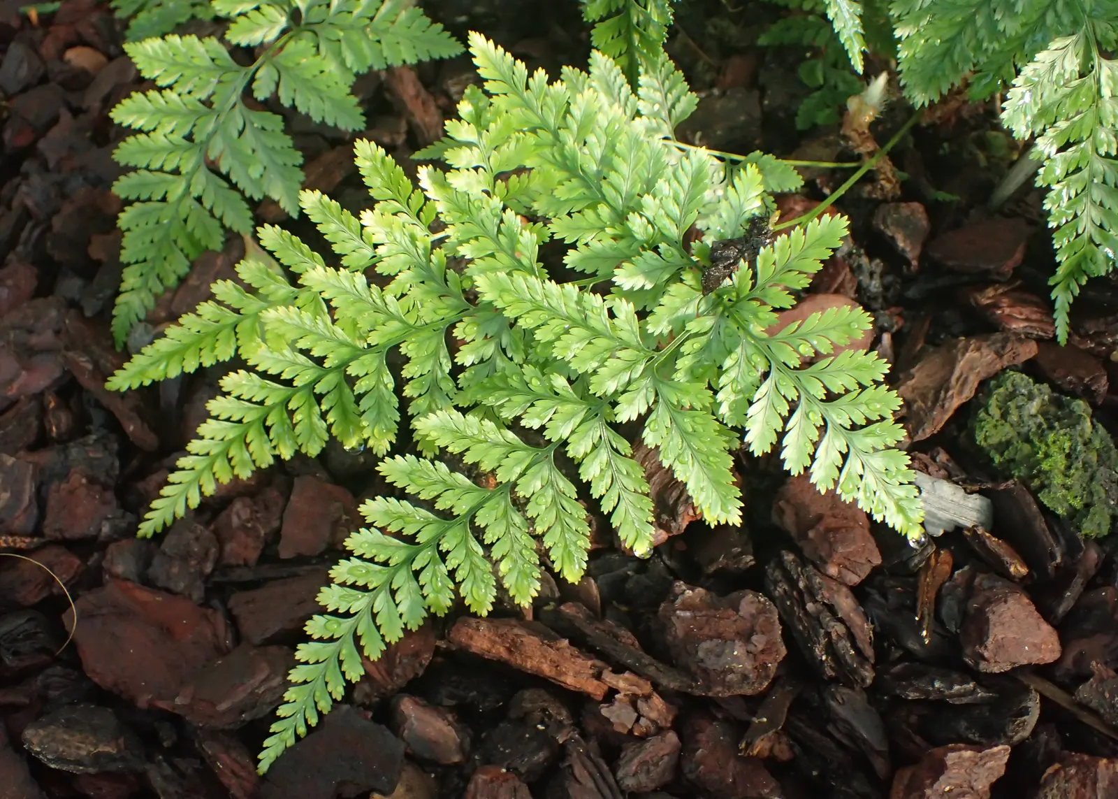 Squirrel's Foot Fern (Davallia Trichomanoides) — This ornamental plant prefers bright, indirect light and thrives in well-draining soil with high humidity