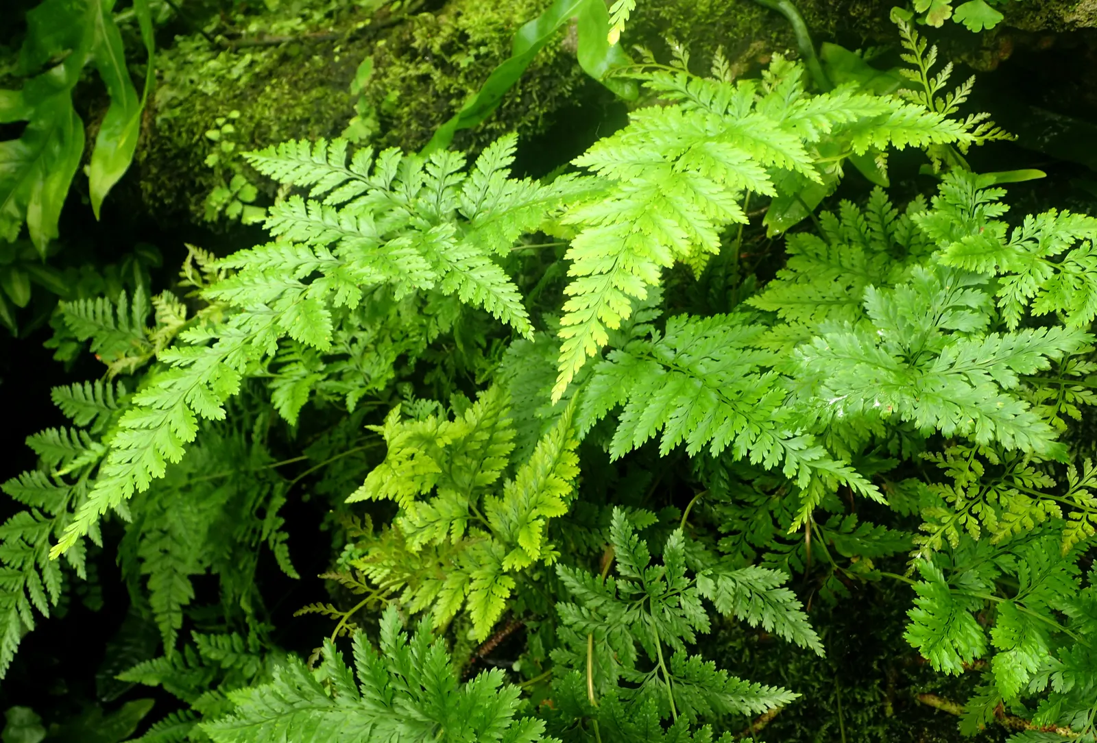 Squirrel's Foot Fern (Davallia Trichomanoides) — making it an excellent choice for a hanging basket or a shade garden accent