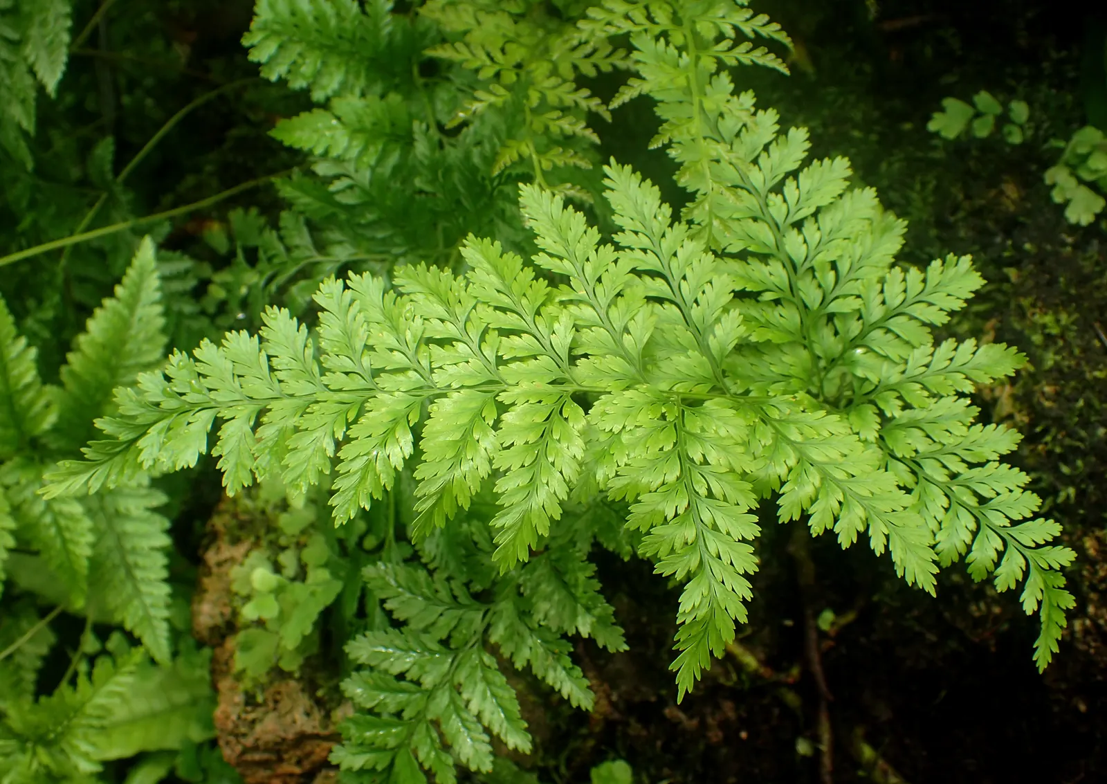 Squirrel's Foot Fern (Davallia Trichomanoides) — scientifically known as Davallia trichomanoides