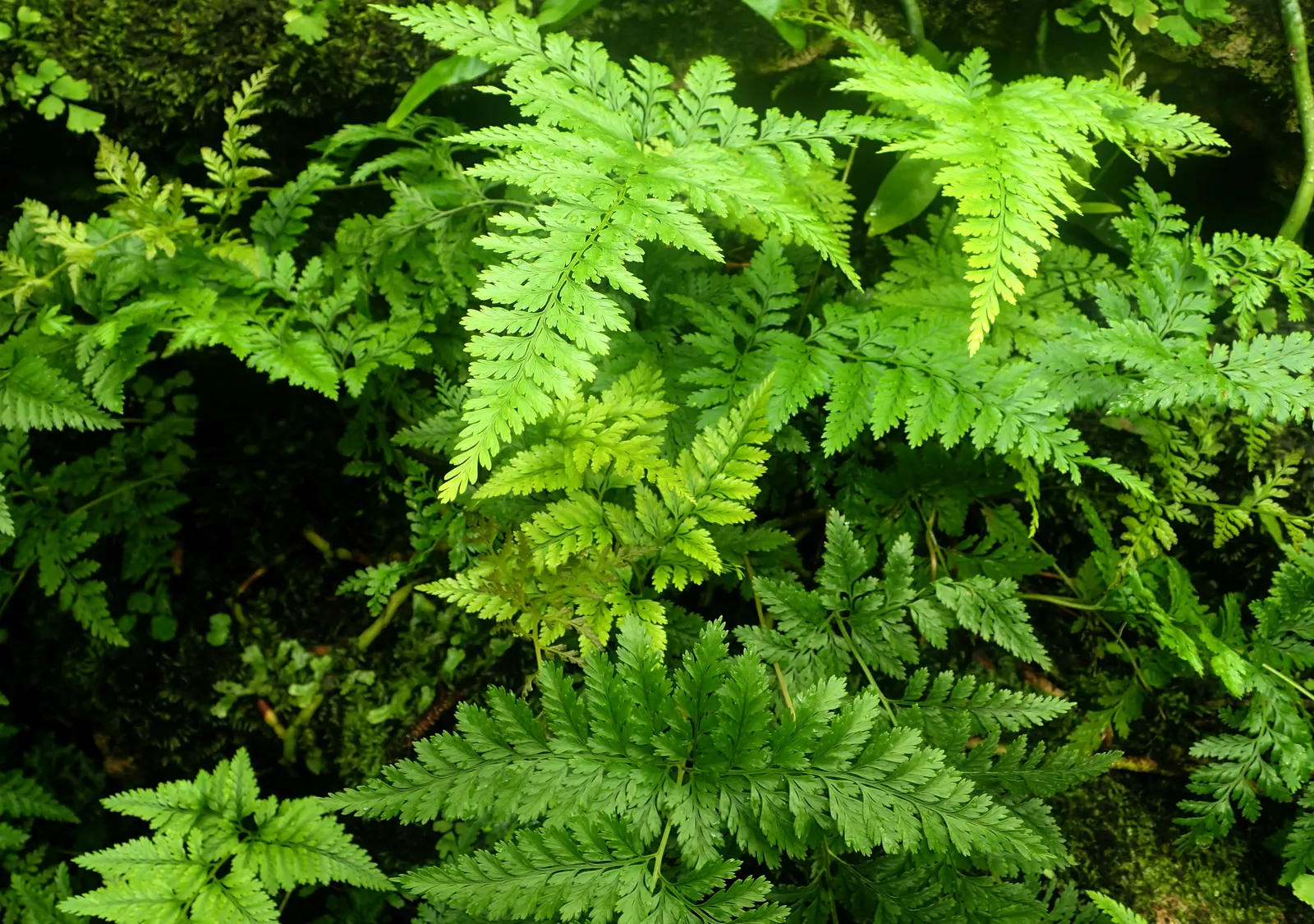 Squirrel's Foot Fern (Davallia Trichomanoides) — It typically reaches a height of 12 inches and spreads up to 18 inches