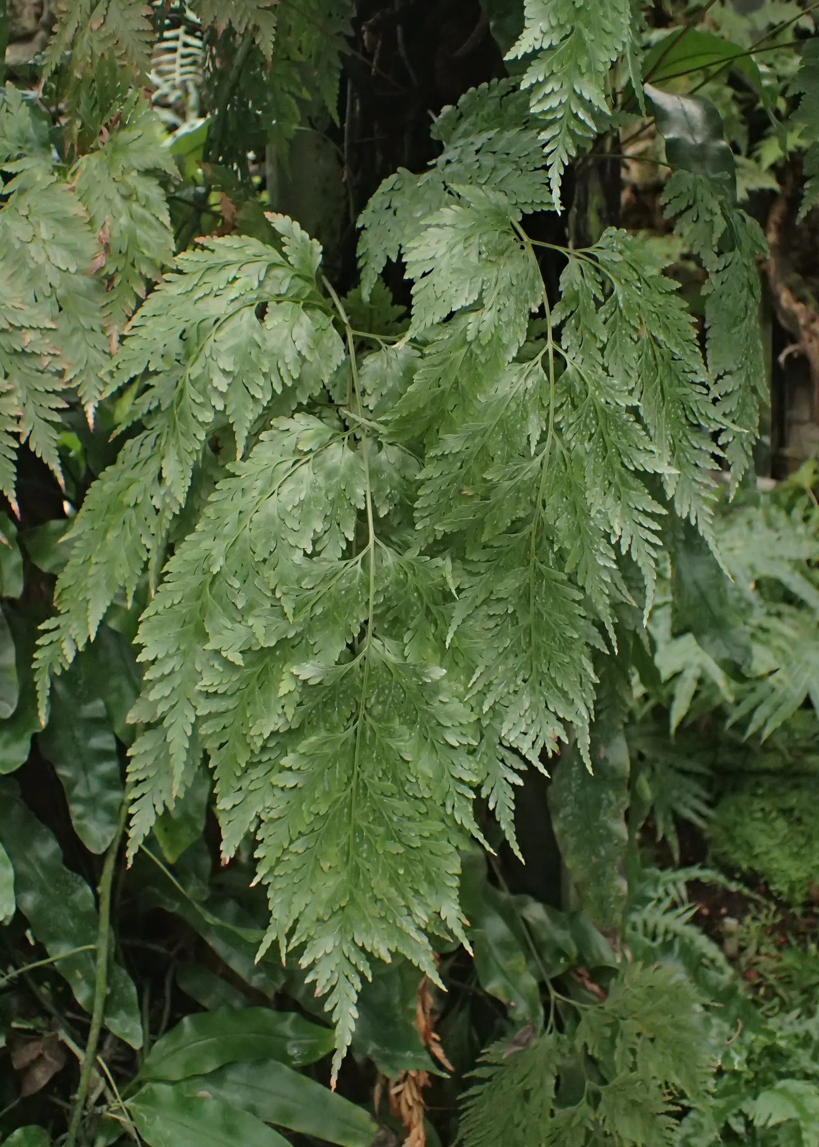 Squirrel's Foot Fern (Davallia Trichomanoides) — furry rhizomes resembling squirrel's feet that creep over the soil surface