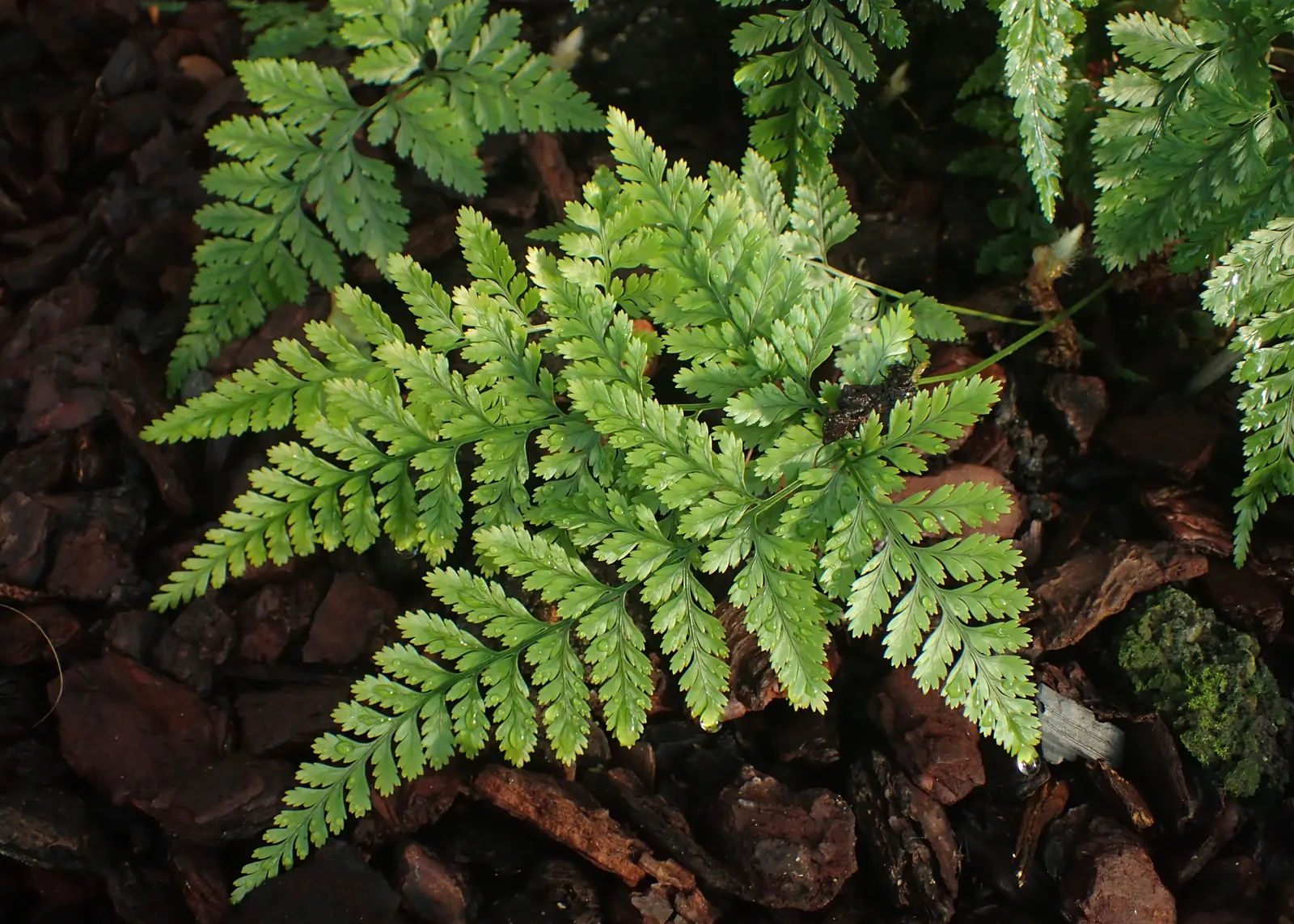 Squirrel's Foot Fern (Davallia Trichomanoides) — The Squirrel's Foot Fern (Davallia trichomanoides) is a fascinating epiphytic fern known for its distinctive