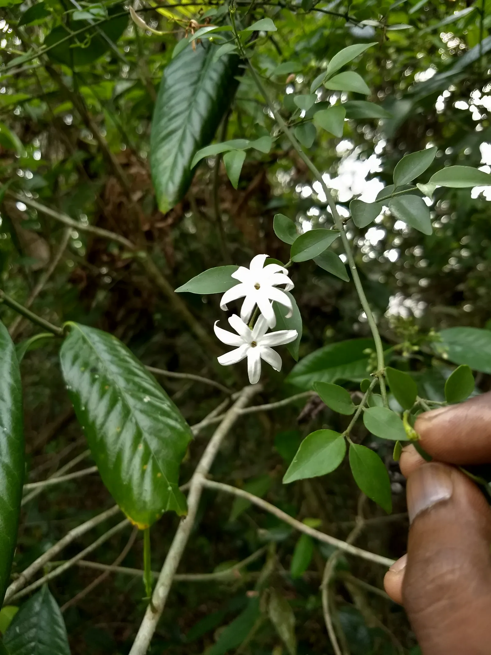 Angelwing Jasmine (Jasminum Laurifolium Nitidum) — Native to the islands of the South Pacific